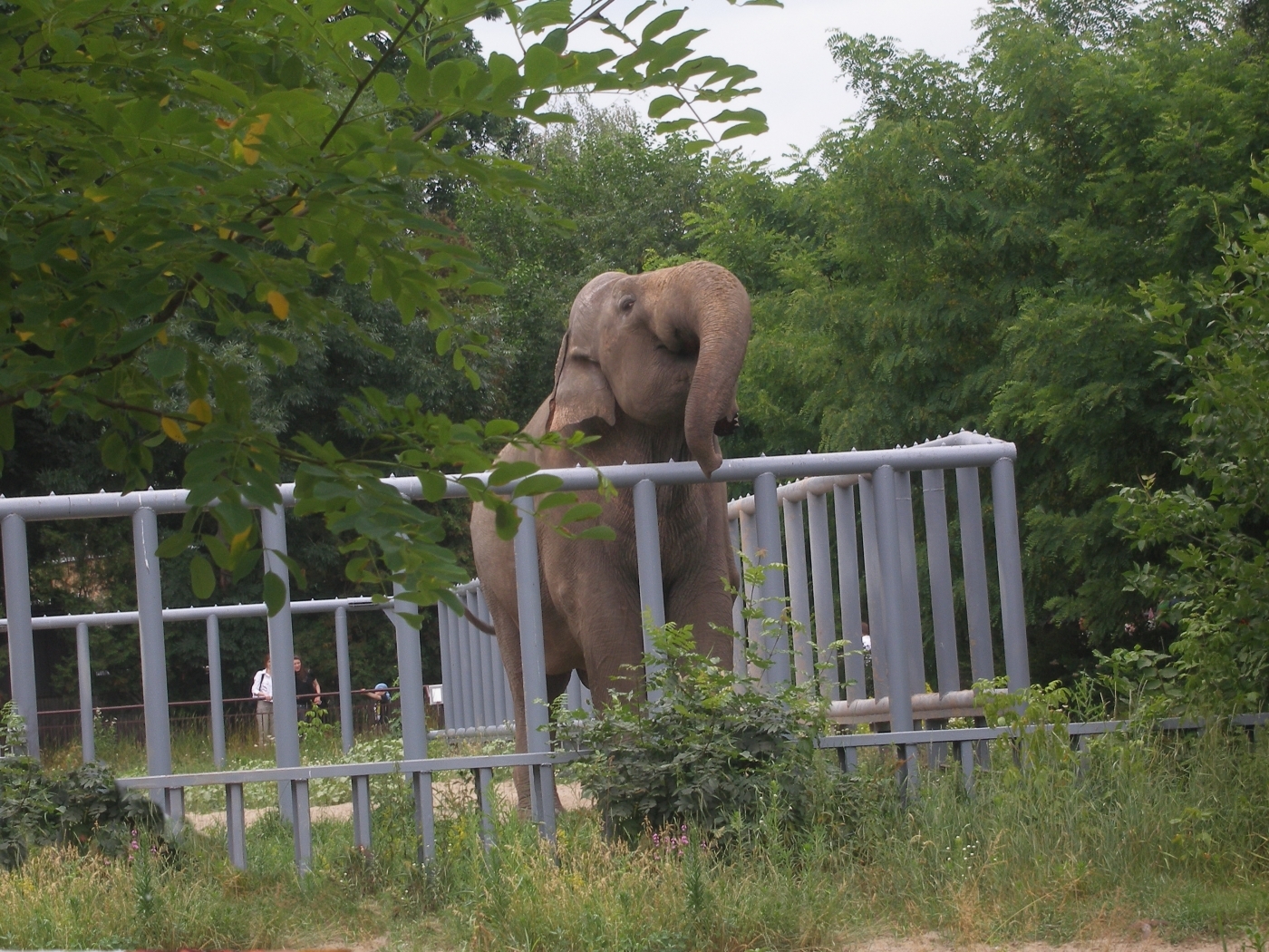 Скачать картинку Слоны, Животные в телефон бесплатно.