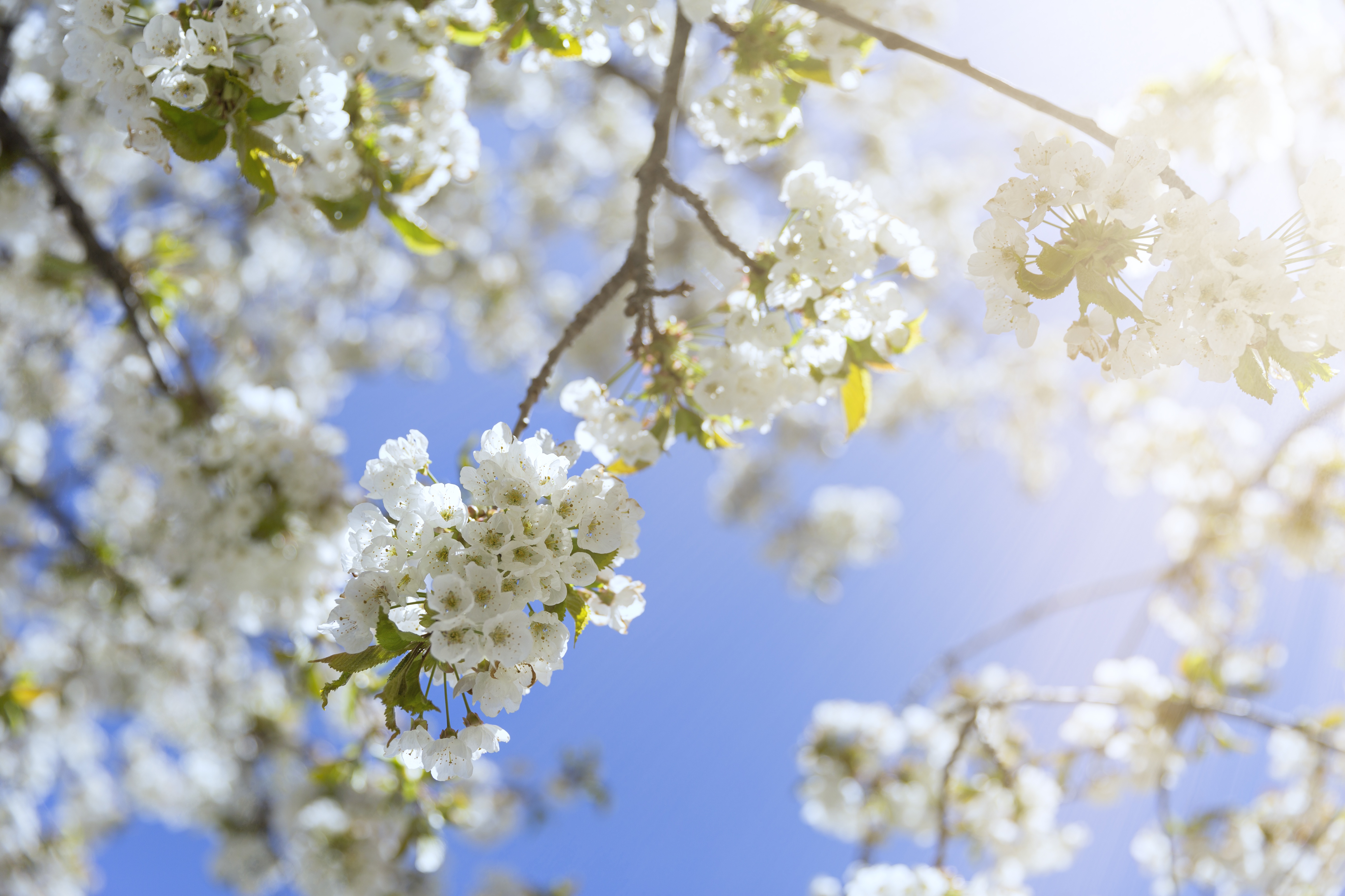 Free download wallpaper Nature, Flowers, Flower, Earth, Spring, White Flower, Blossom on your PC desktop