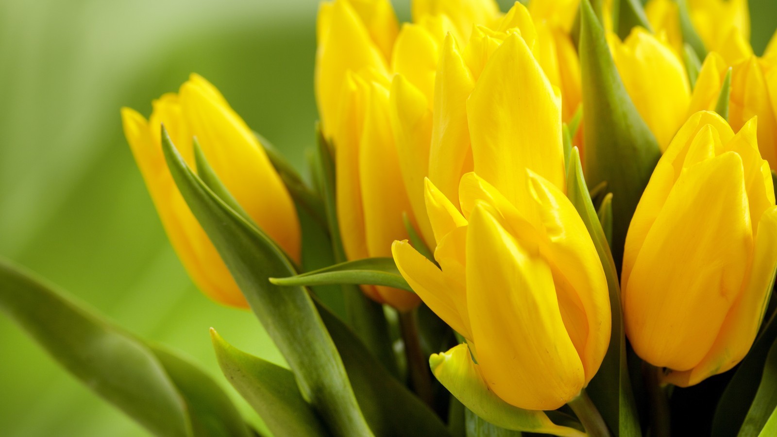 22736 Hintergrundbild herunterladen tulpen, pflanzen, blumen, gelb - Bildschirmschoner und Bilder kostenlos