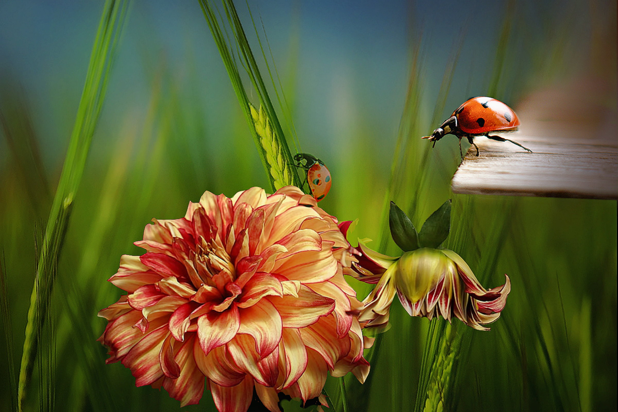 Free download wallpaper Nature, Flower, Ladybug, Artistic on your PC desktop