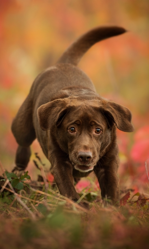 Download mobile wallpaper Dogs, Dog, Animal, Puppy, Labrador Retriever, Baby Animal for free.