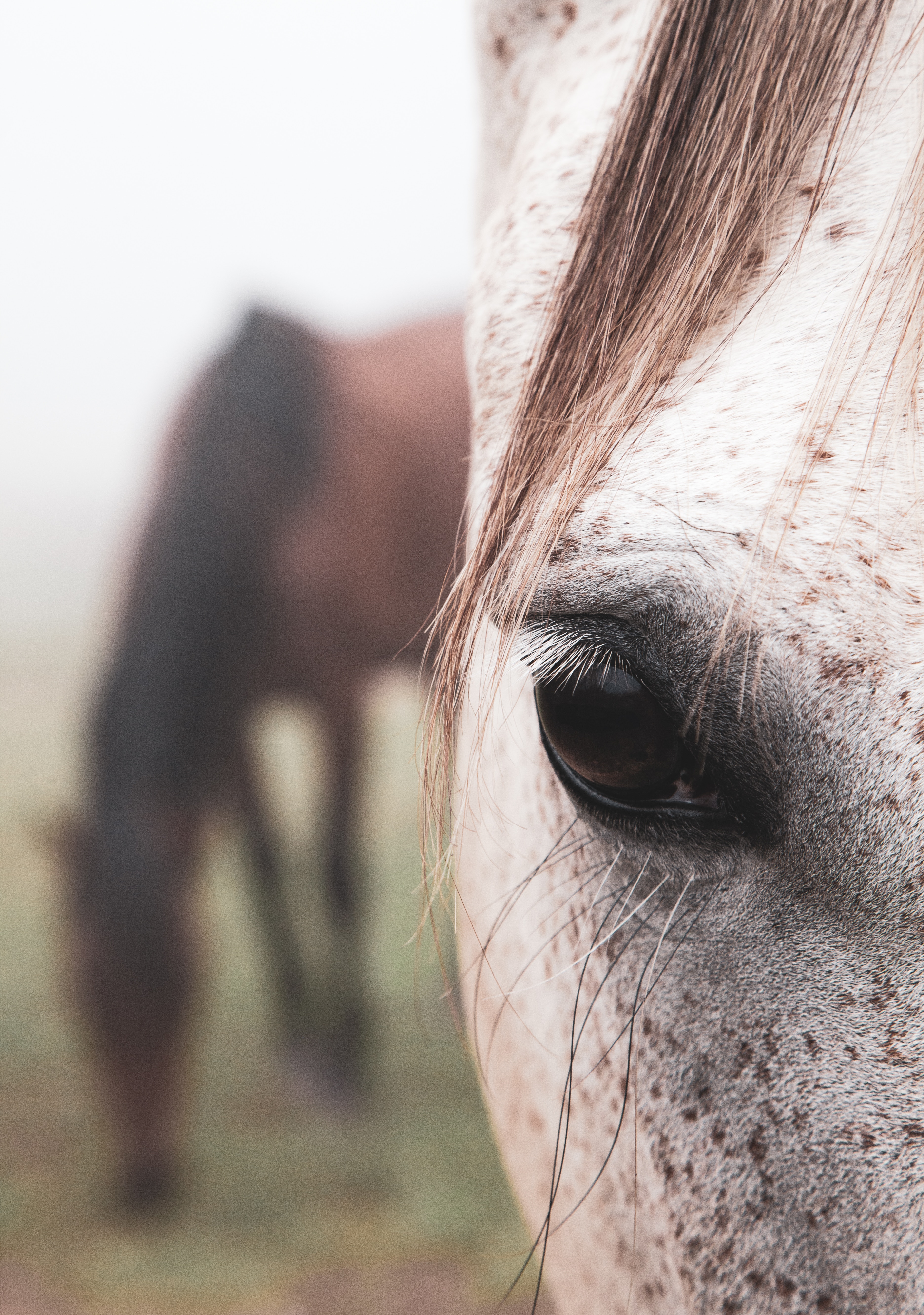 Download mobile wallpaper Animals, Eye, Horse, Hair for free.