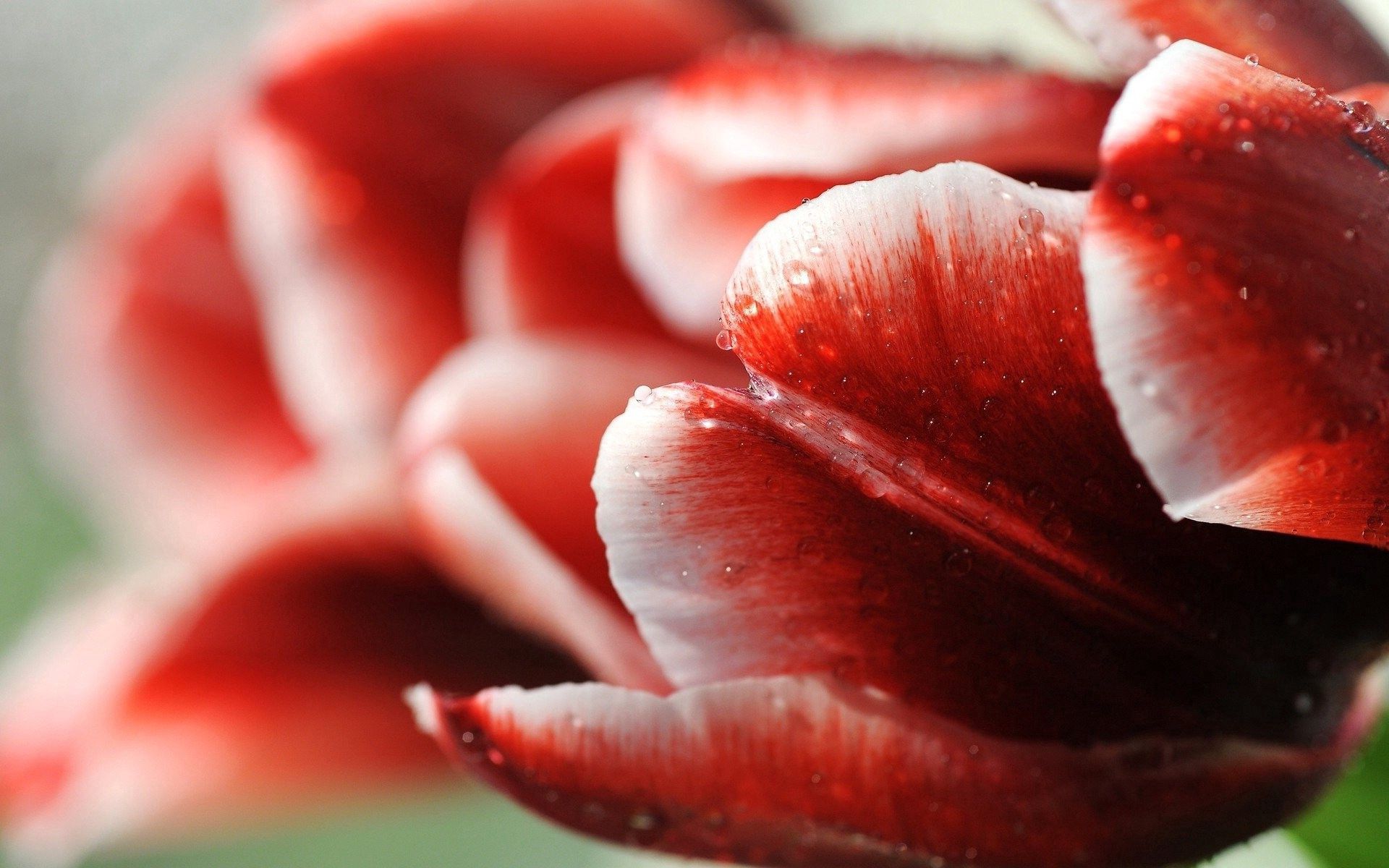 Handy-Wallpaper Tulpe, Tulip, Drops, Makro, Blume, Streifen kostenlos herunterladen.
