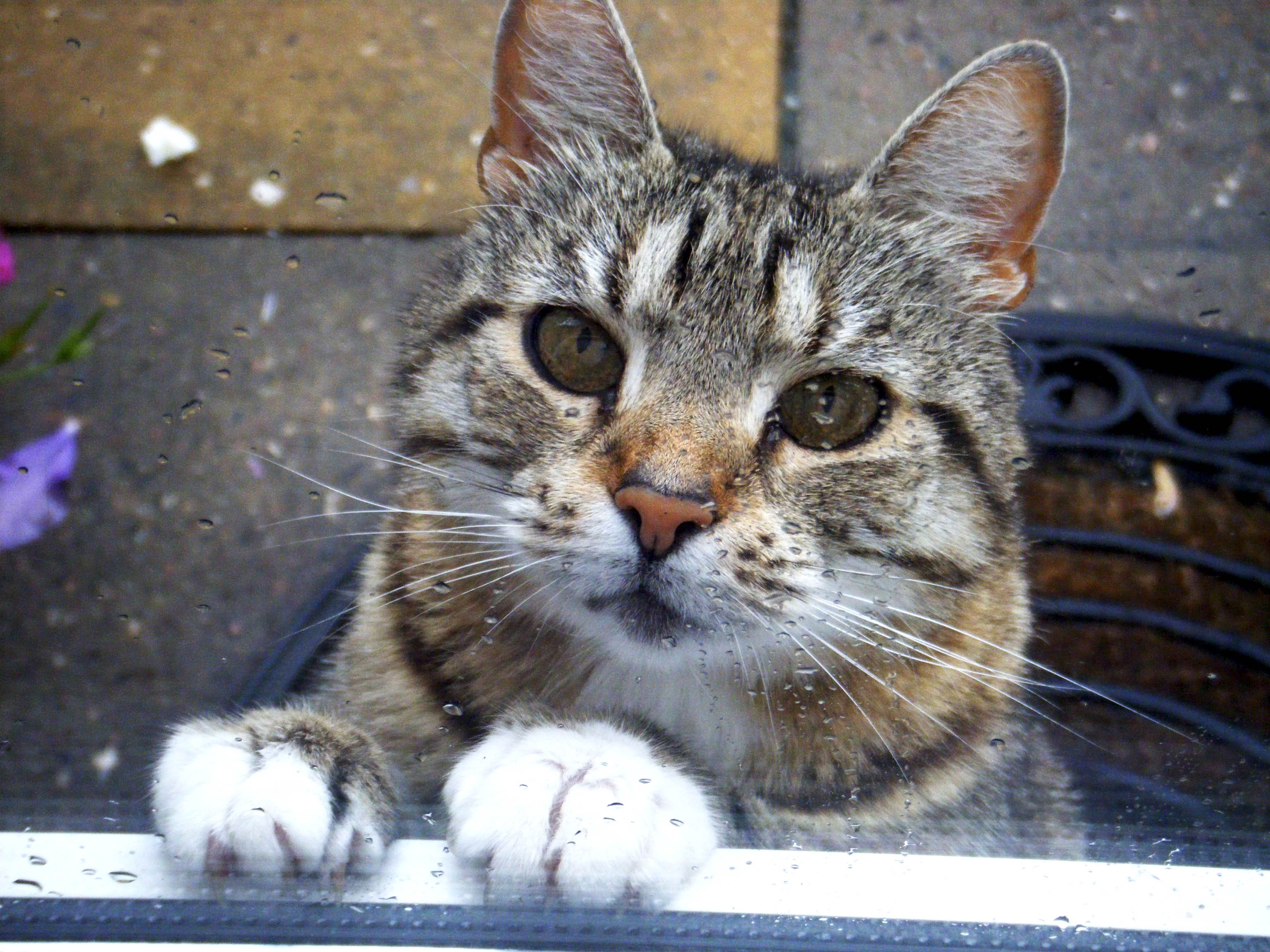 Baixar papel de parede para celular de Animais, Gatos, Gato, Focinho gratuito.