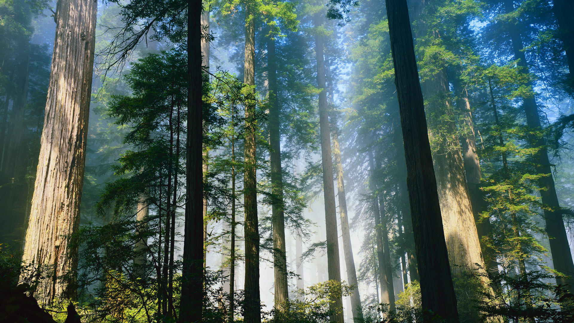 Скачать обои бесплатно Лес, Дерево, Земля/природа картинка на рабочий стол ПК