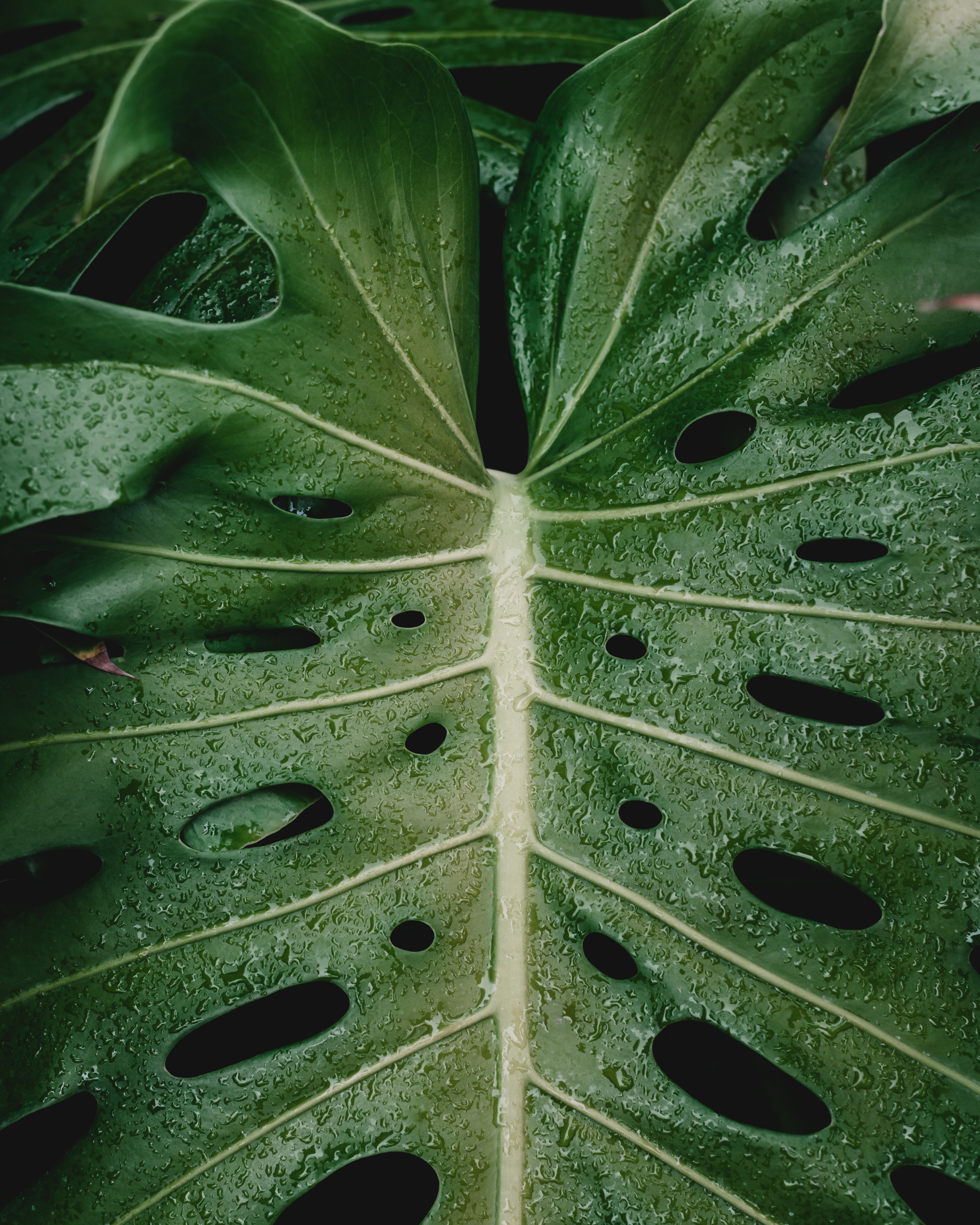 Laden Sie das Drops, Pflanze, Makro, Blatt, Feuchtigkeit-Bild kostenlos auf Ihren PC-Desktop herunter