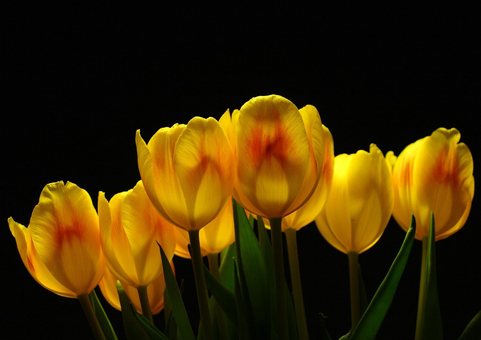 Download mobile wallpaper Shine, Flowers, Light, Tulips, Background for free.