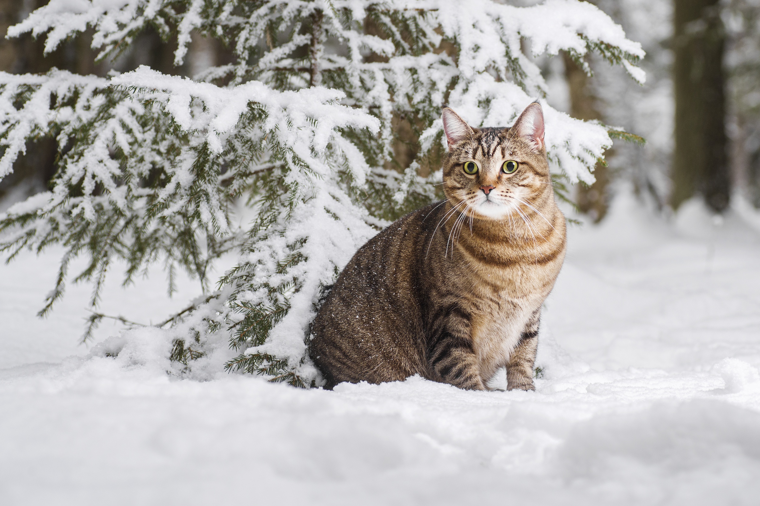 Download mobile wallpaper Winter, Cats, Snow, Cat, Animal for free.