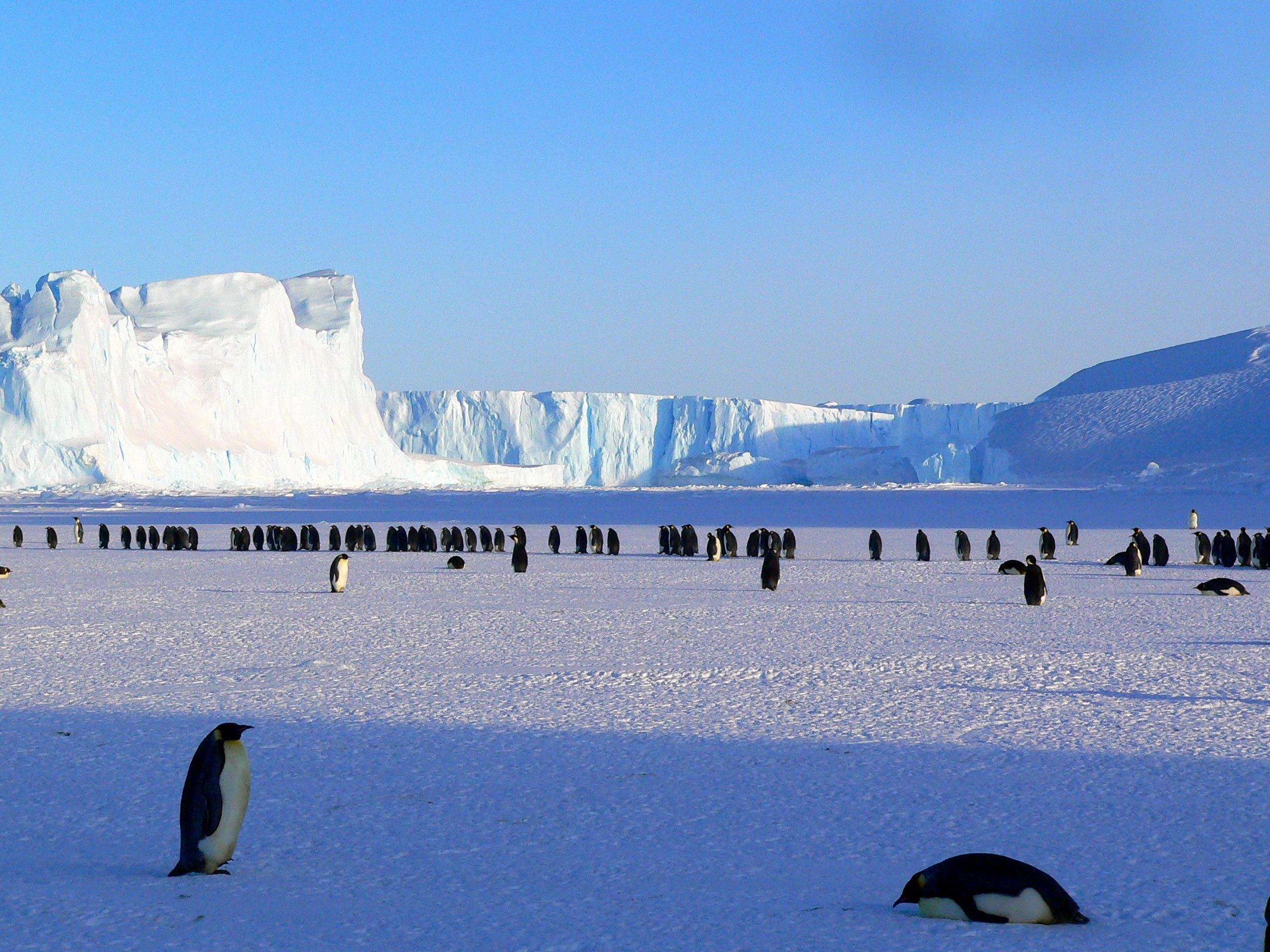ice, antarctica, snow, ice floes, animals, pinguins HD wallpaper