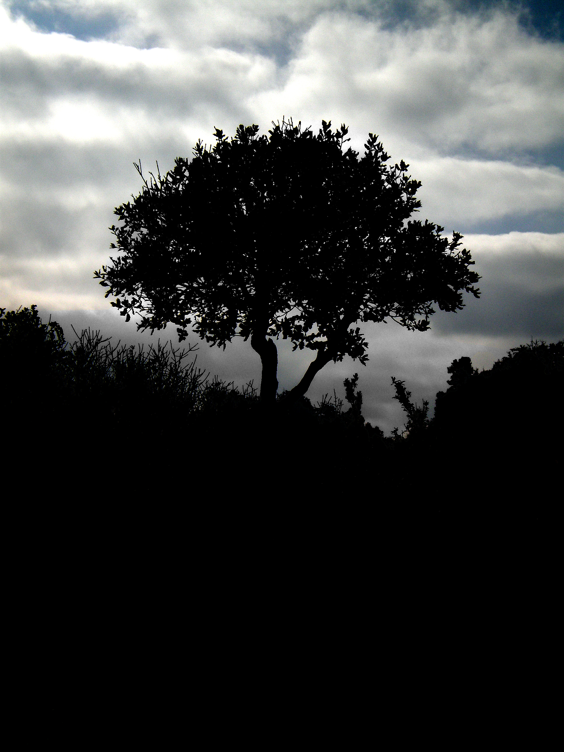 Download mobile wallpaper Clouds, Wood, Tree, Grass, Nature, Silhouette, Night for free.