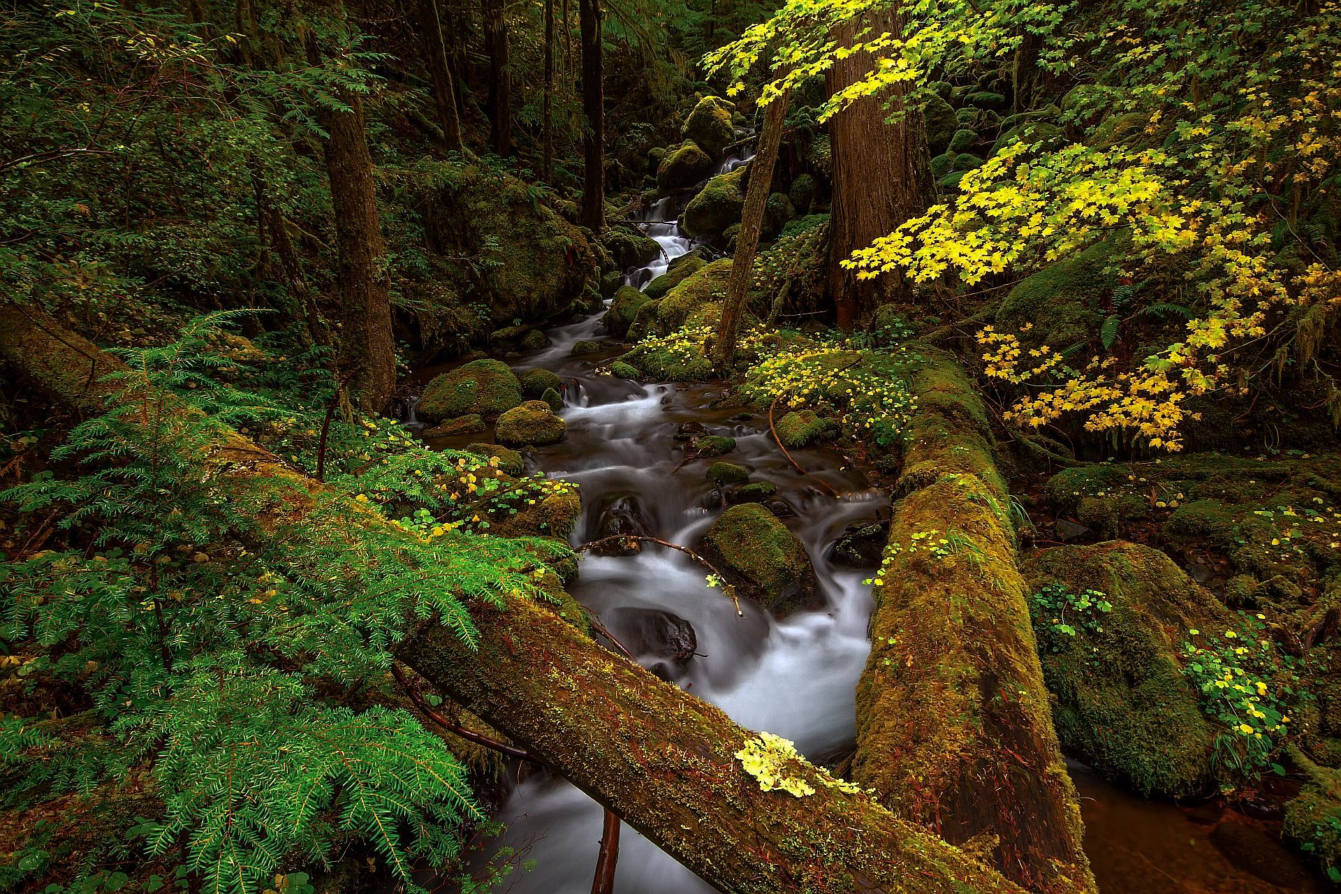 Free download wallpaper Forest, Earth, Moss, Stream on your PC desktop