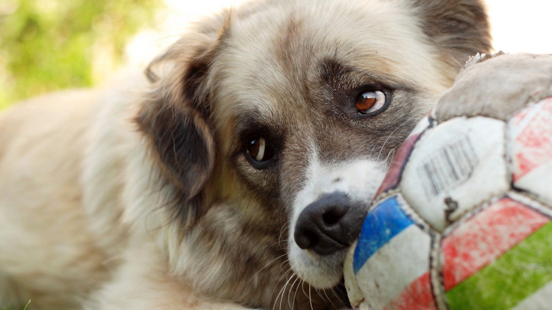 Laden Sie das Schnauze, Meinung, Tiere, Hund, Sicht, Ball-Bild kostenlos auf Ihren PC-Desktop herunter