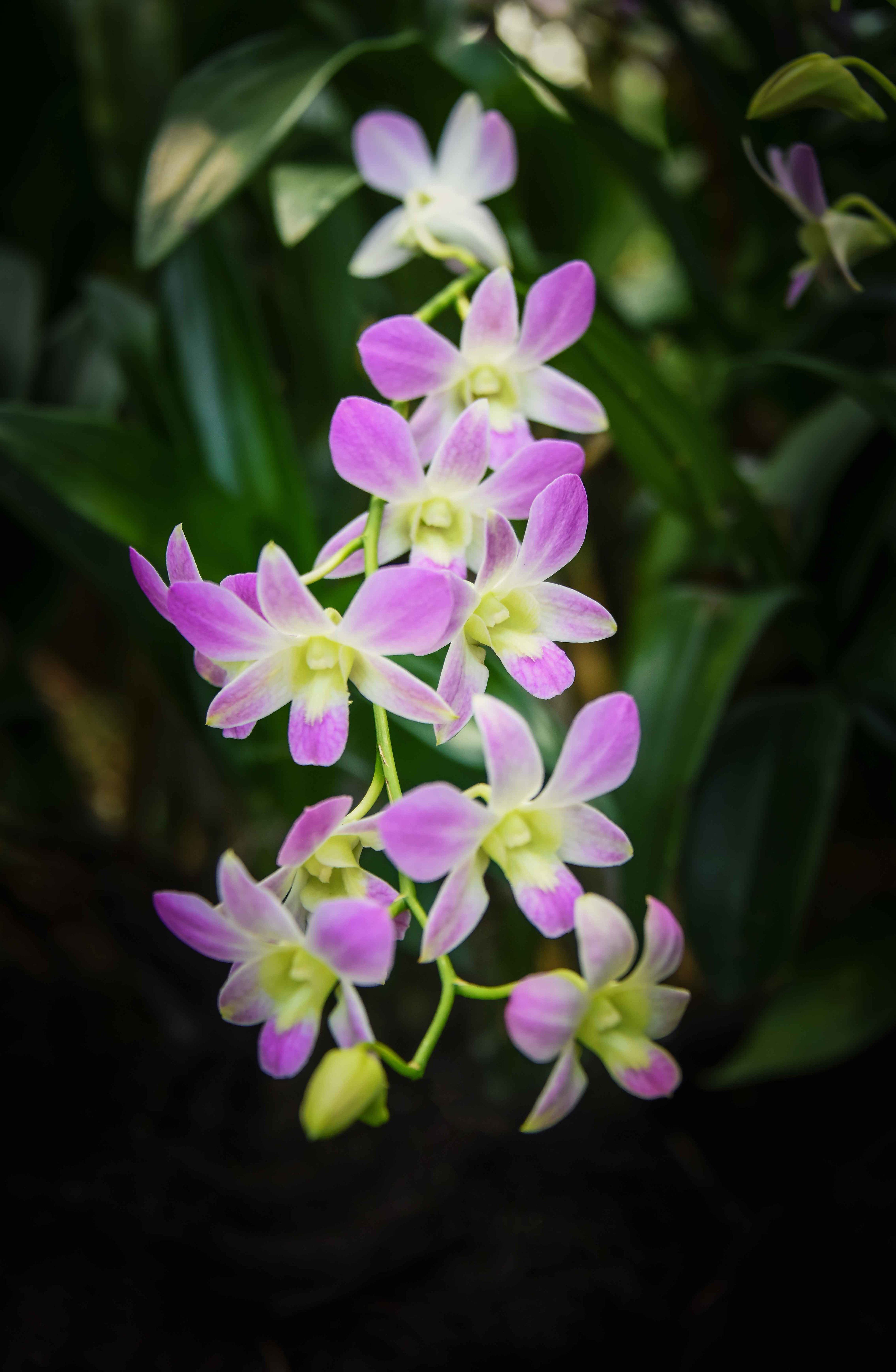 Die besten Singapur Orchidee-Hintergründe für den Telefonbildschirm