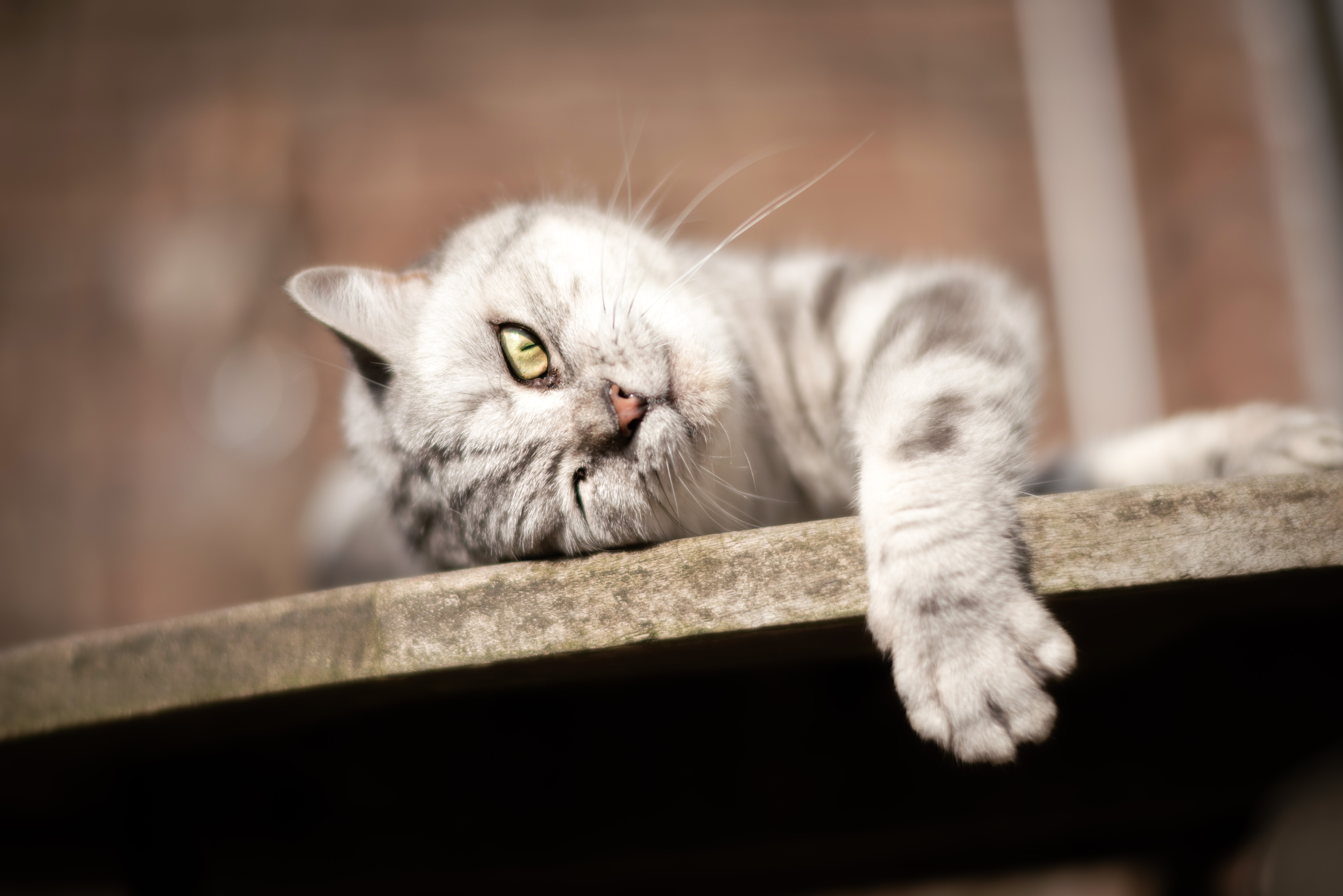 Baixe gratuitamente a imagem Animais, Gatos, Gato na área de trabalho do seu PC