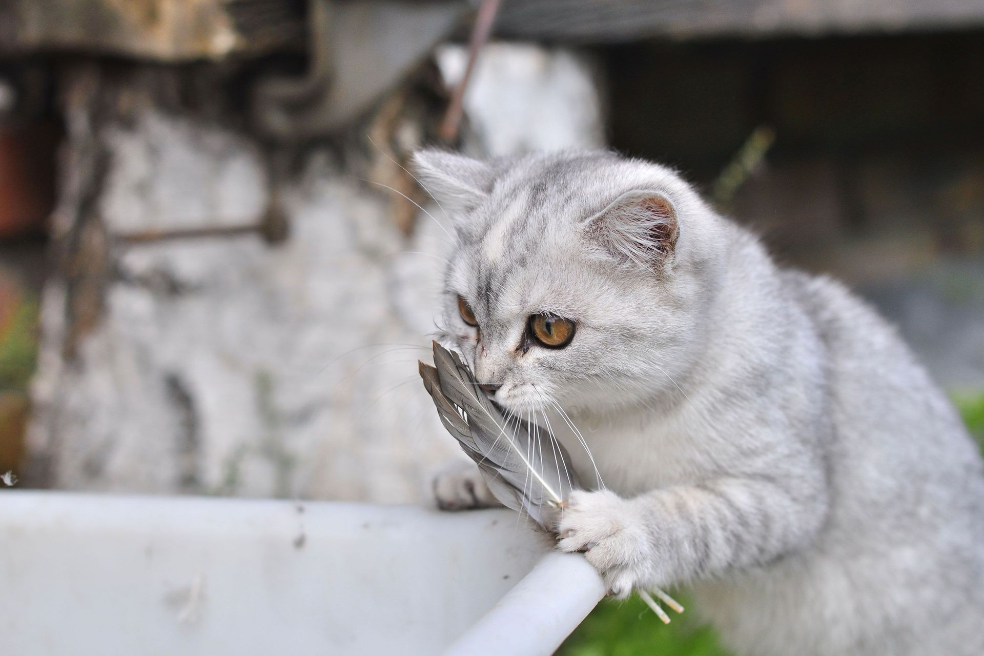 Baixe gratuitamente a imagem Animais, Gato na área de trabalho do seu PC