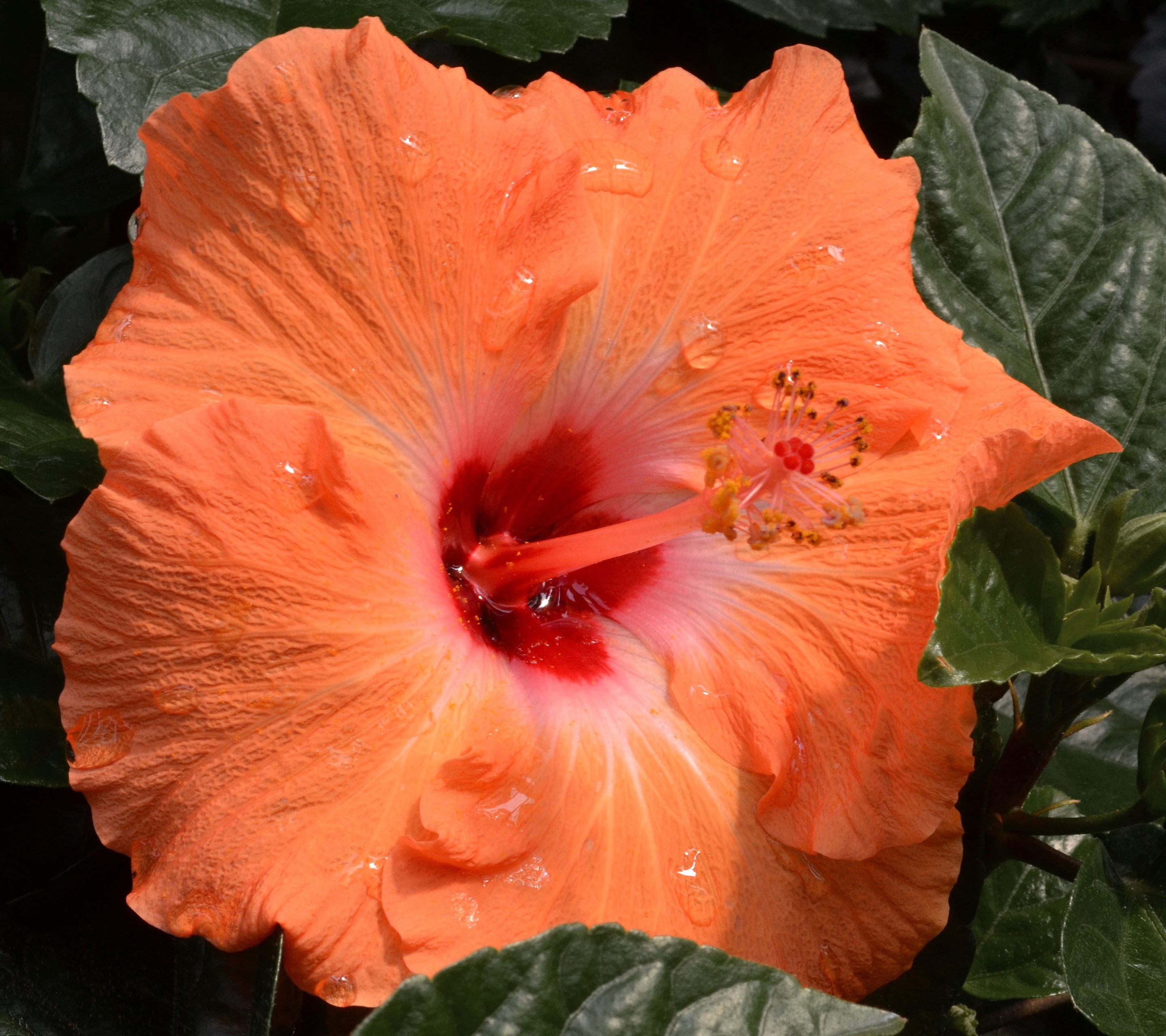 Free download wallpaper Flowers, Flower, Close Up, Earth, Hibiscus, Peach Flower on your PC desktop