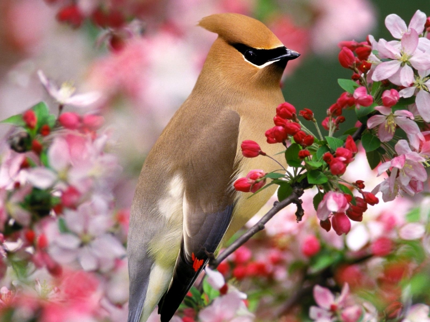 birds, animals desktop HD wallpaper