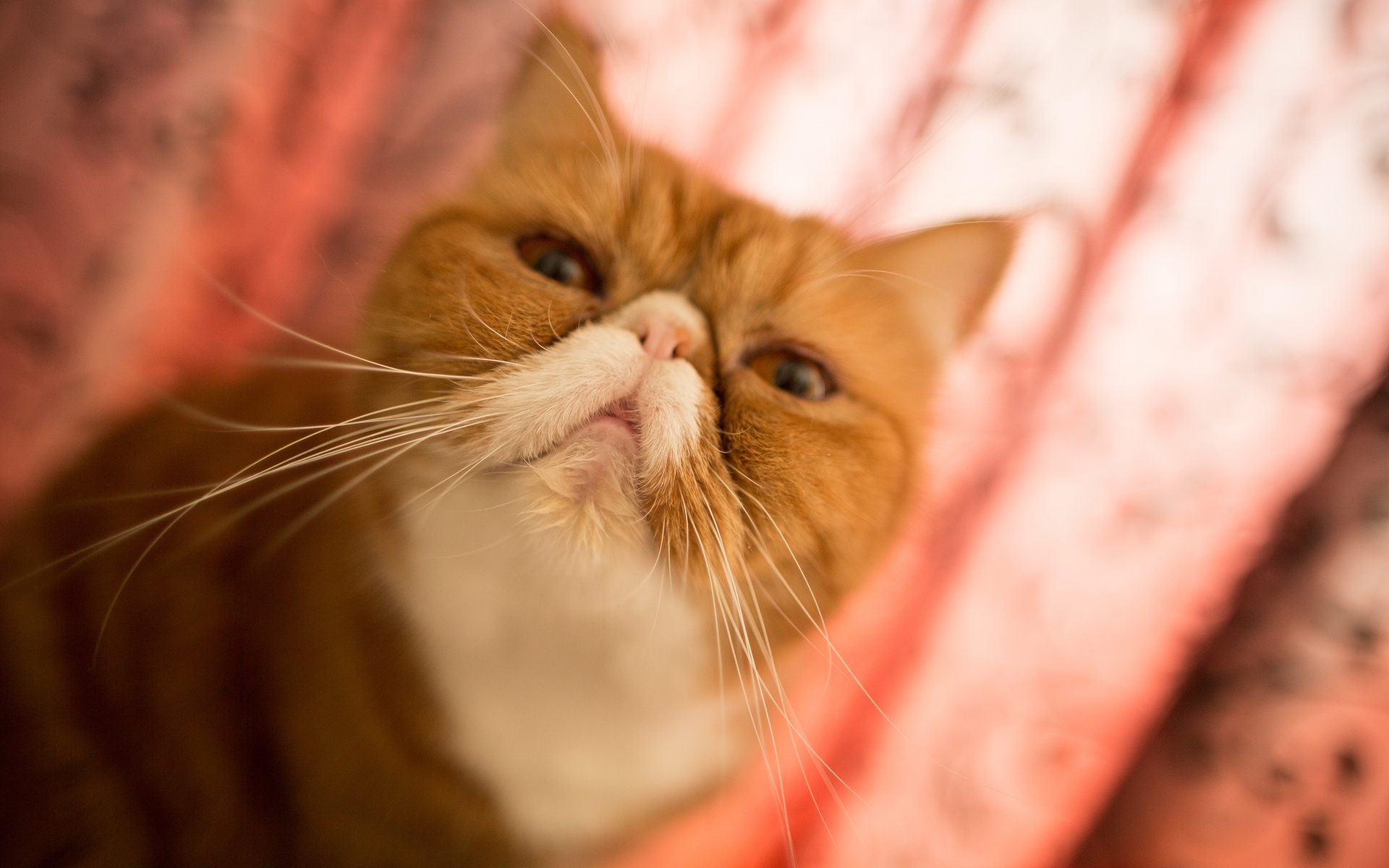 Baixe gratuitamente a imagem Animais, Gatos, Gato na área de trabalho do seu PC