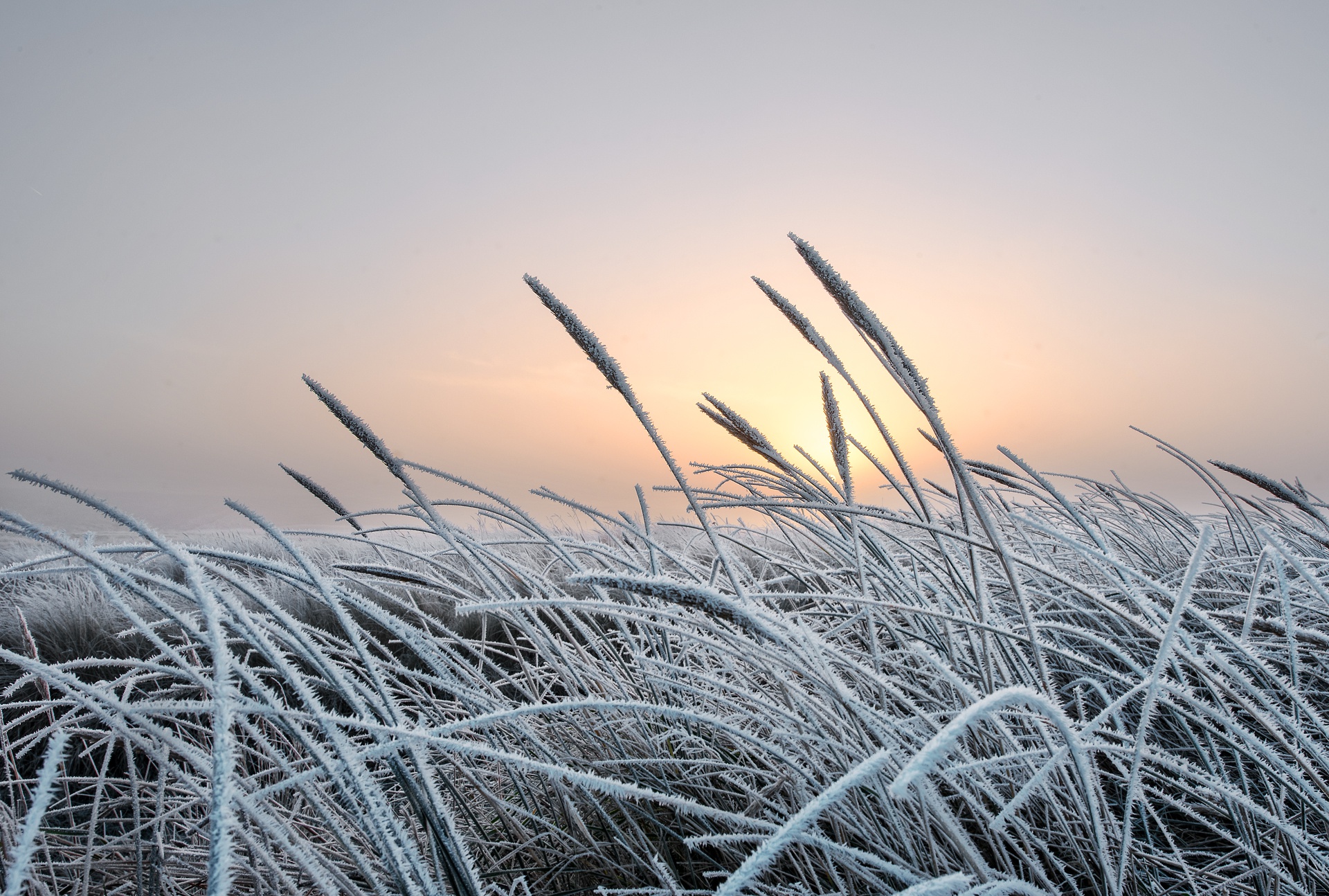 Download mobile wallpaper Winter, Nature, Plant, Earth, Frozen for free.