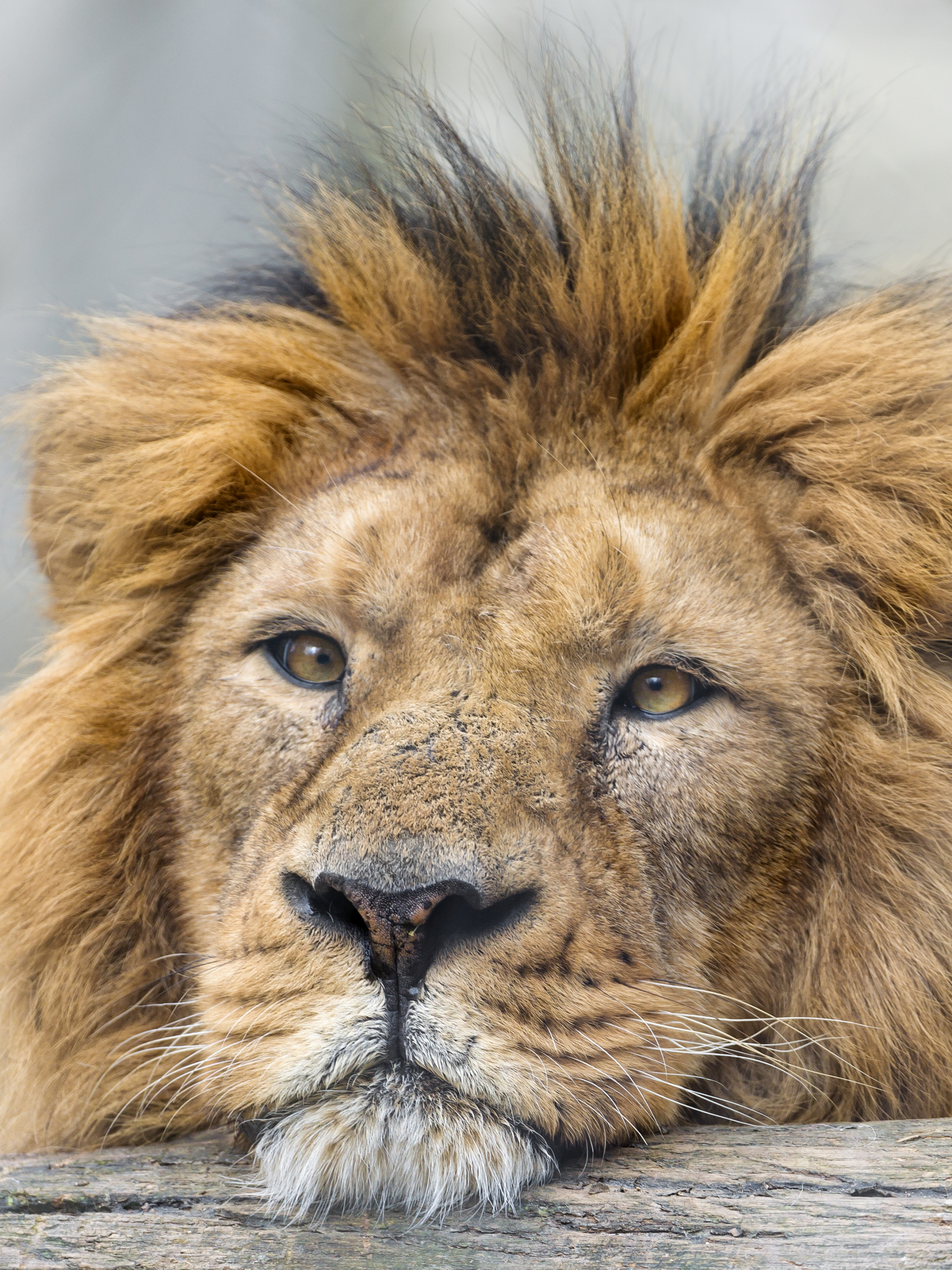 無料モバイル壁紙動物, ライオン, 猫をダウンロードします。