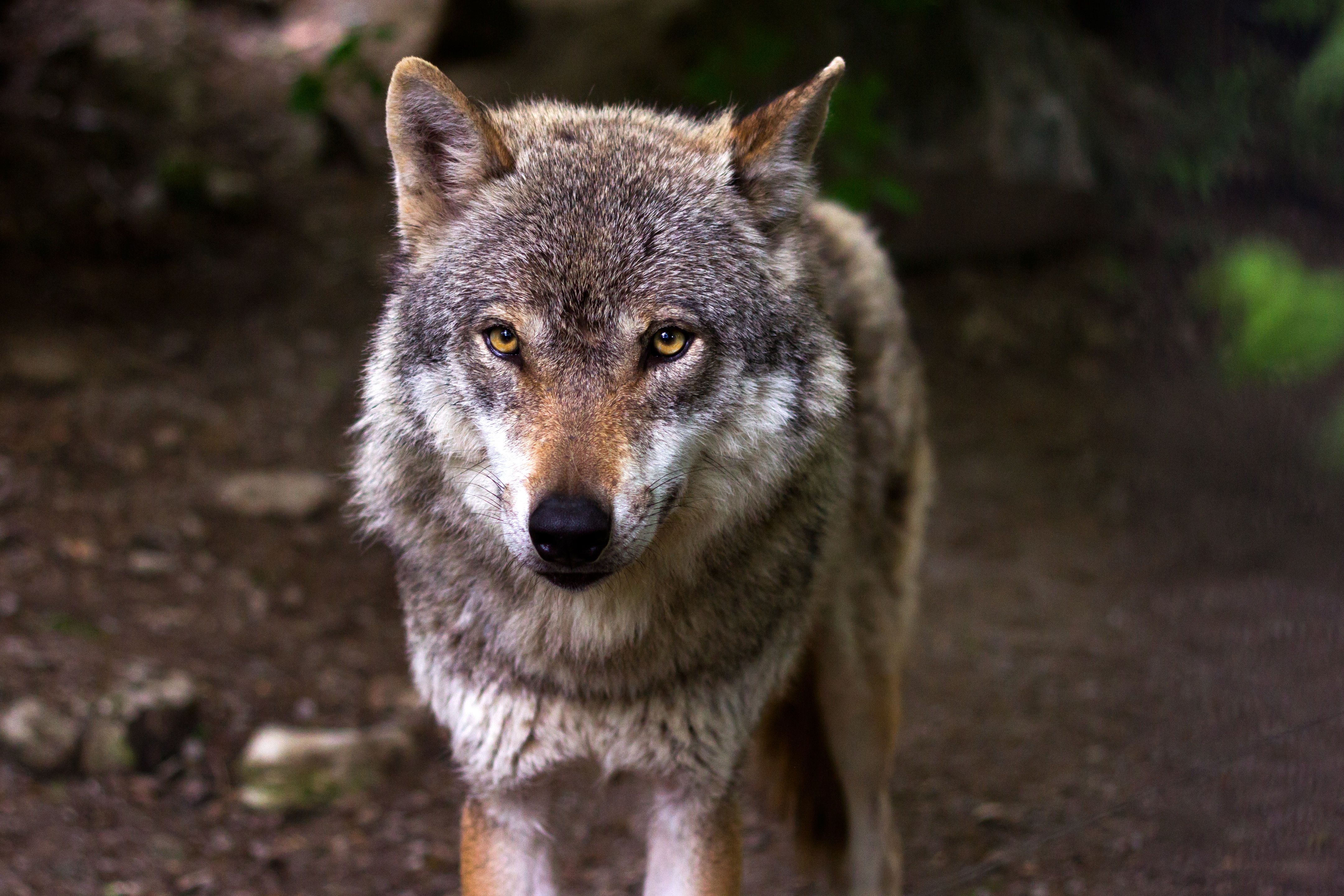PCデスクトップに動物, オオカミ, 狼, ボケ, 見詰める画像を無料でダウンロード