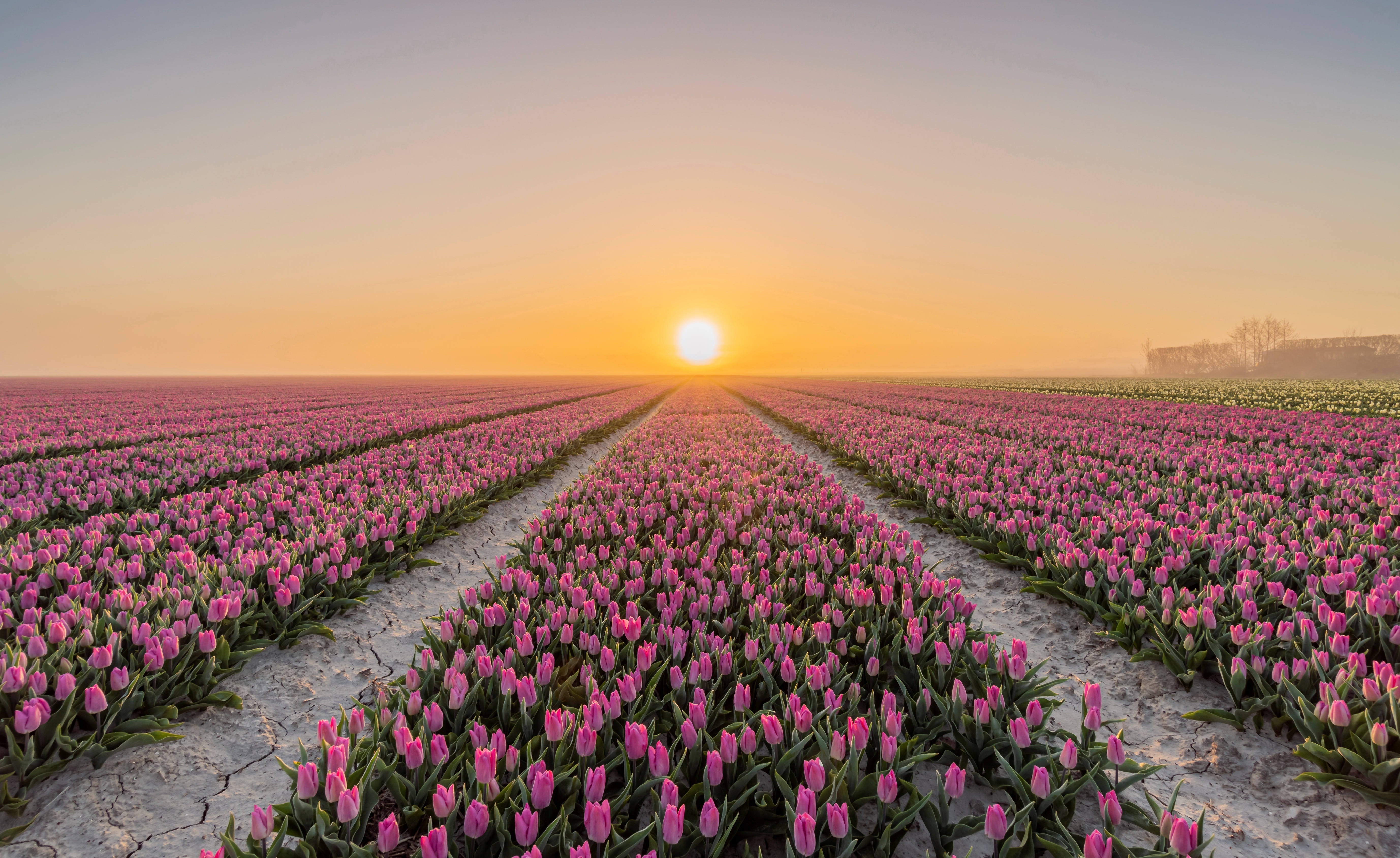 Free download wallpaper Nature, Flowers, Flower, Sunrise, Earth, Field, Tulip, Pink Flower on your PC desktop