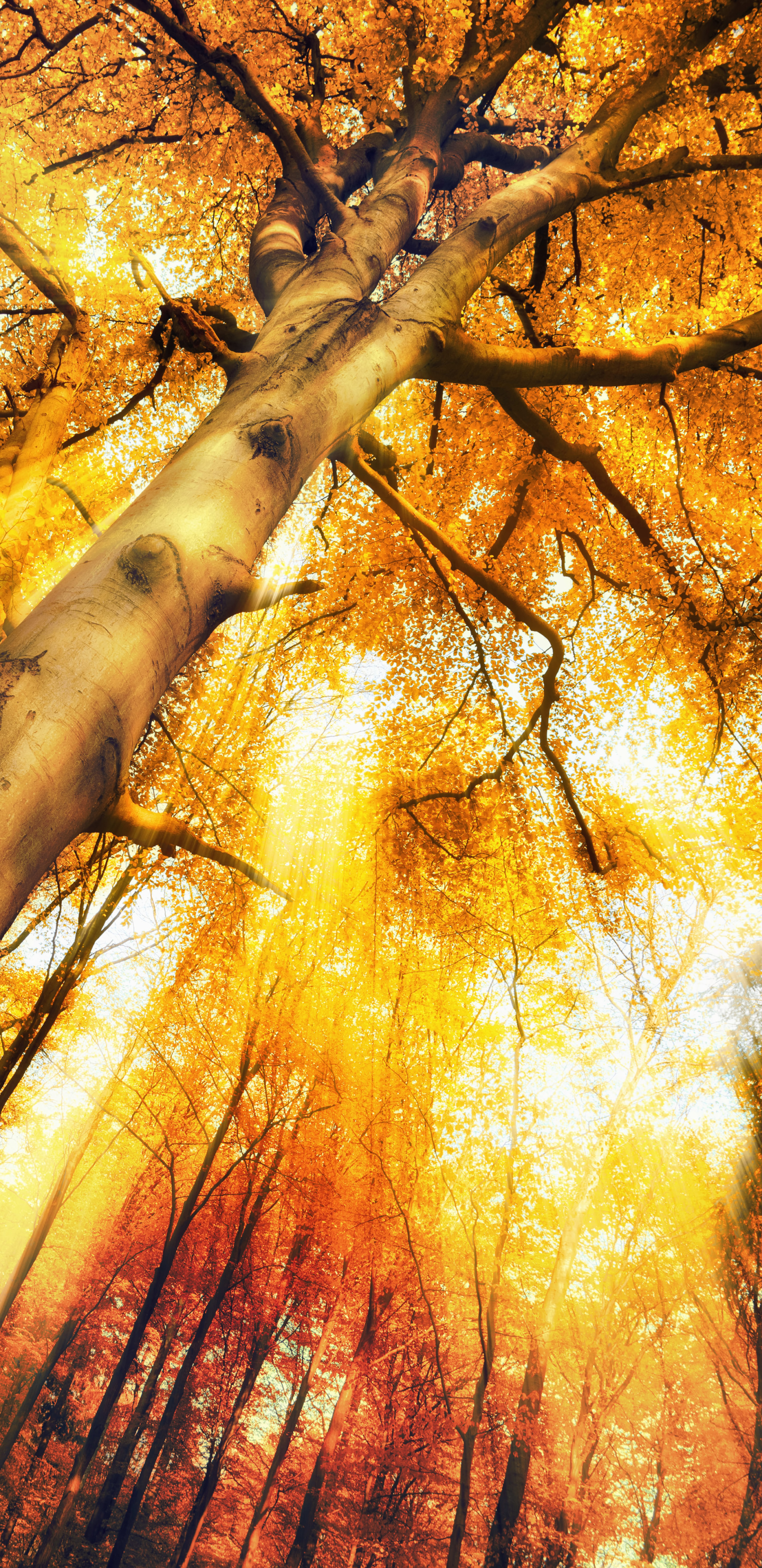 Download mobile wallpaper Tree, Fall, Earth for free.