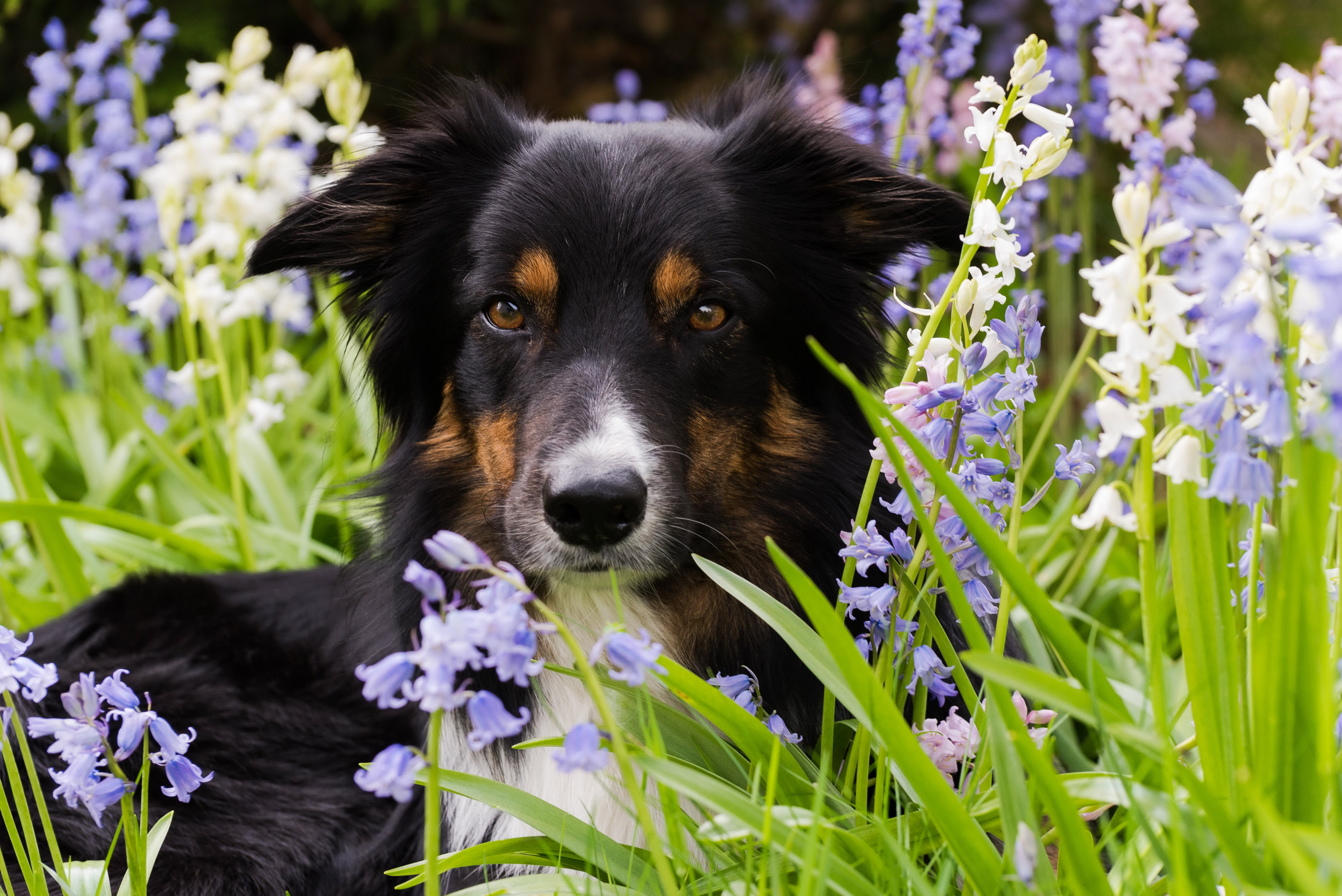 Téléchargez des papiers peints mobile Animaux, Chiens, Fleur, Chien, Border Collie, Regard gratuitement.