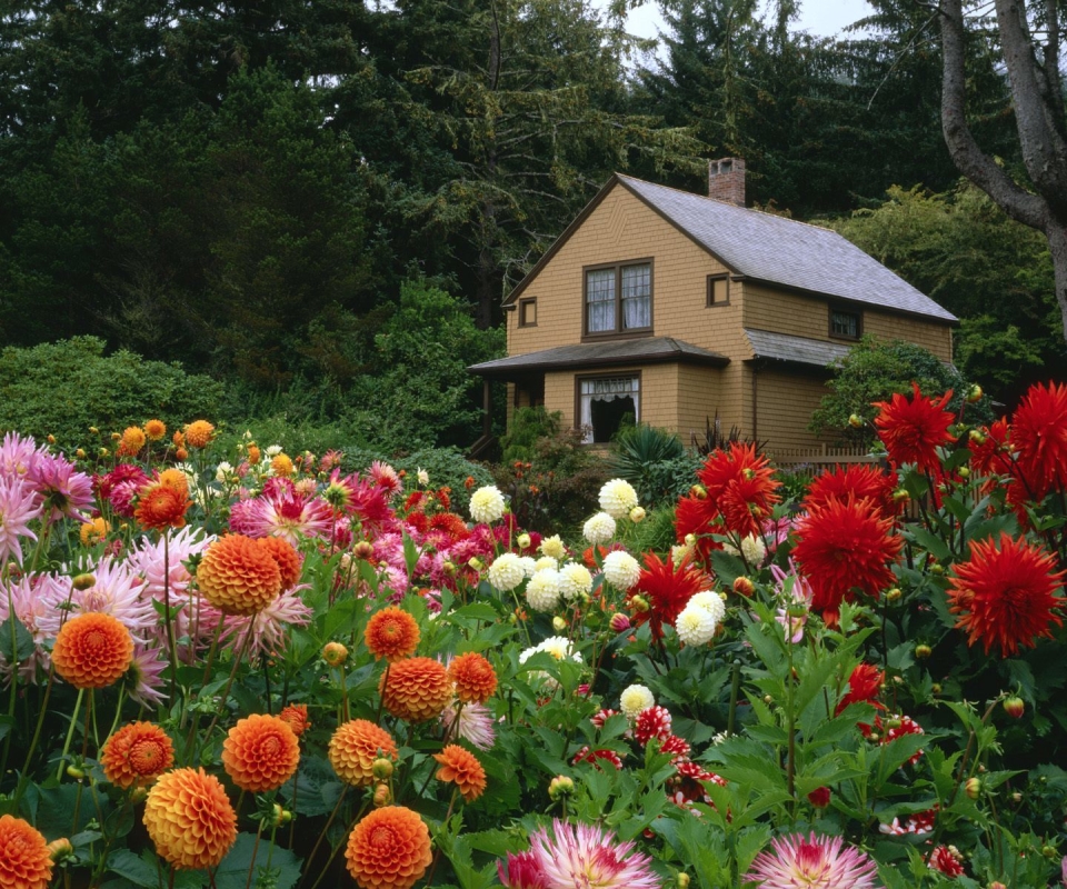 Download mobile wallpaper House, Garden, Dahlia, Cottage, Man Made for free.