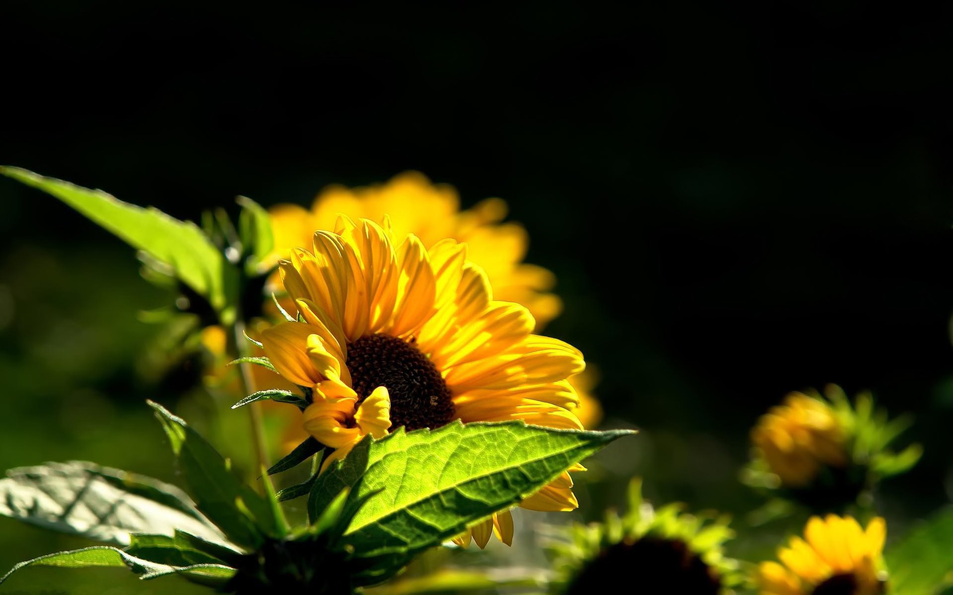 Free download wallpaper Flowers, Flower, Earth, Sunflower on your PC desktop