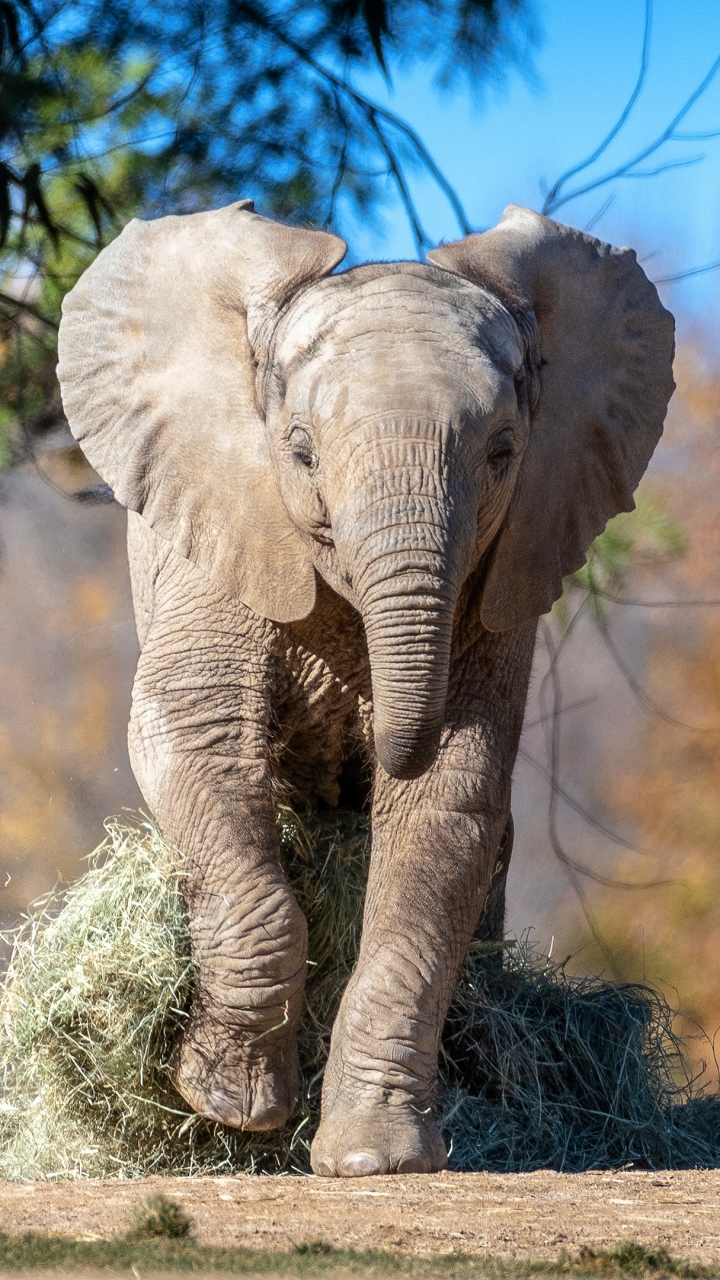 Скачать картинку Животные, Слоны, Слон, Африканский Слон, Детеныш Животного в телефон бесплатно.