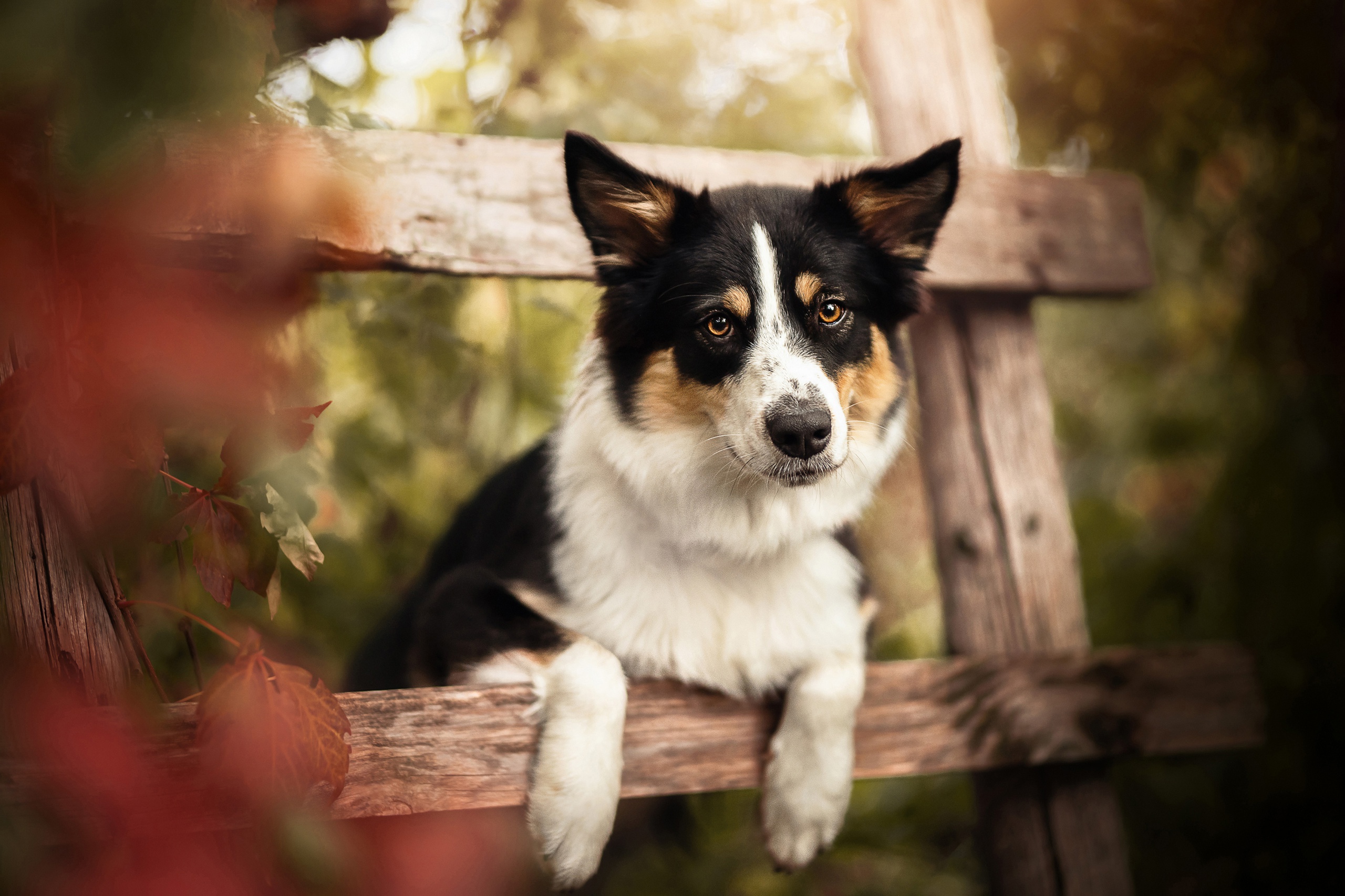 Descarga gratuita de fondo de pantalla para móvil de Animales, Perros, Perro.