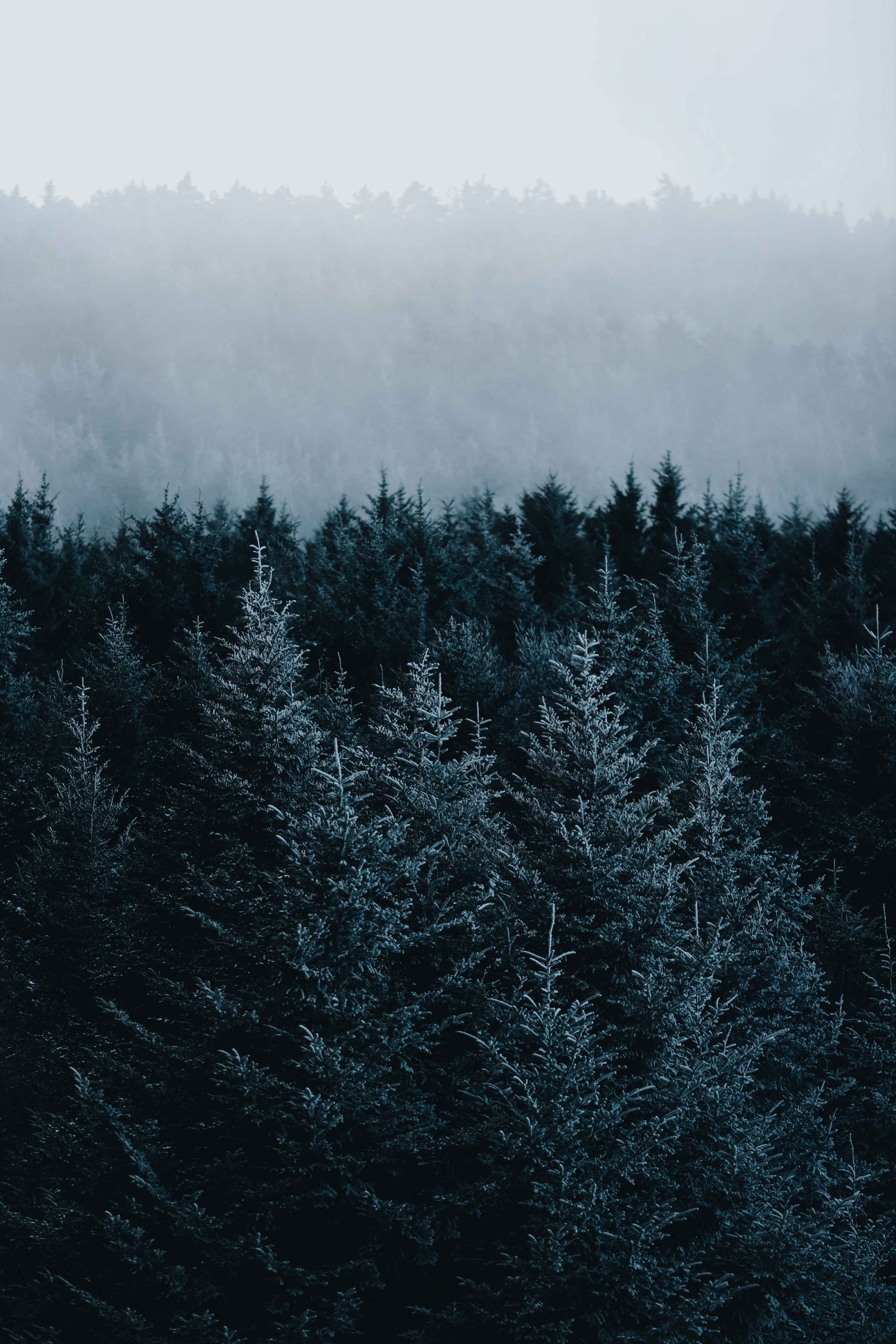 Download mobile wallpaper Nature, Spruce, Forest, Fir, Fog, Trees for free.
