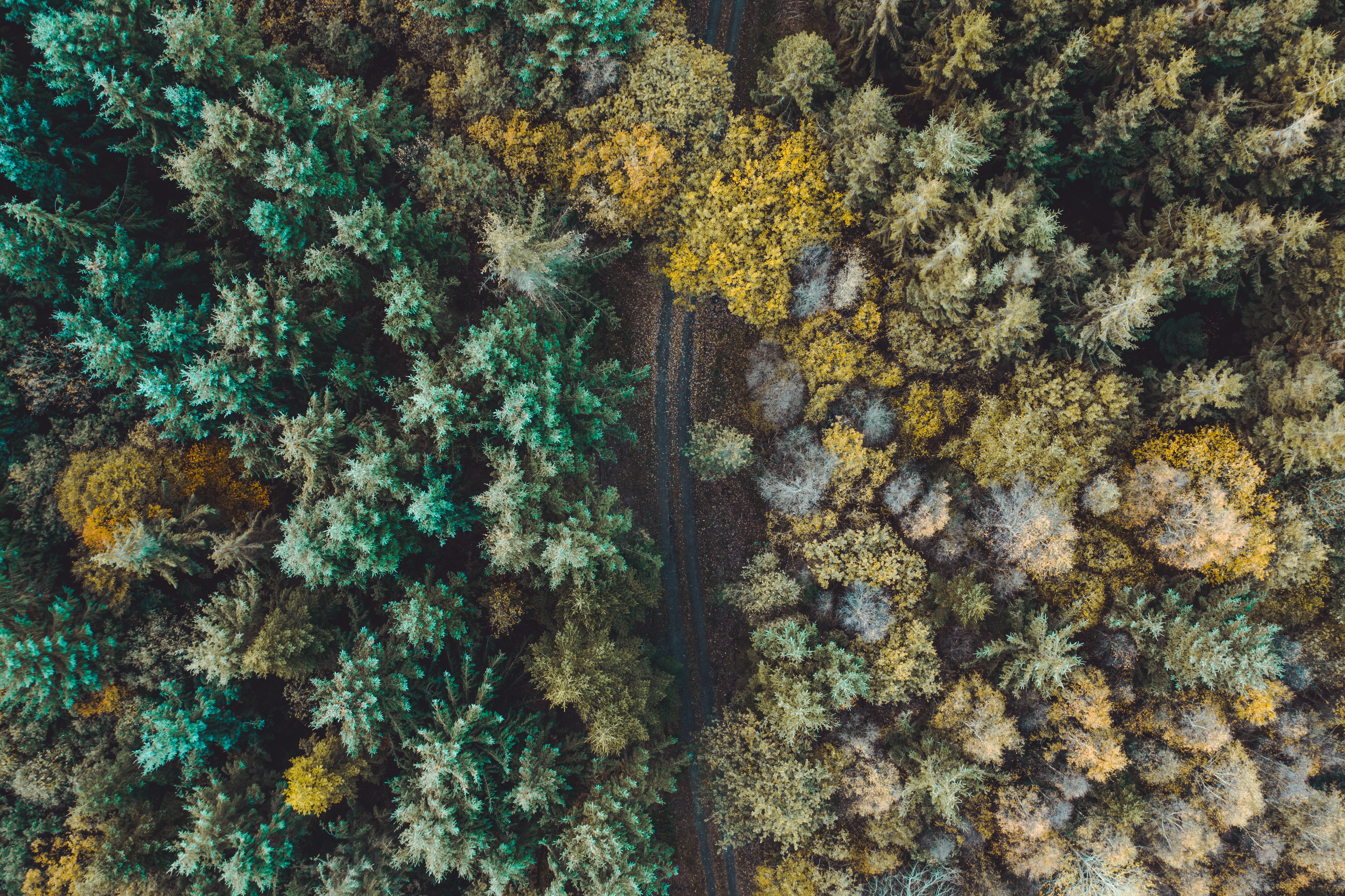 nature, trees, view from above, road, forest, overview, review