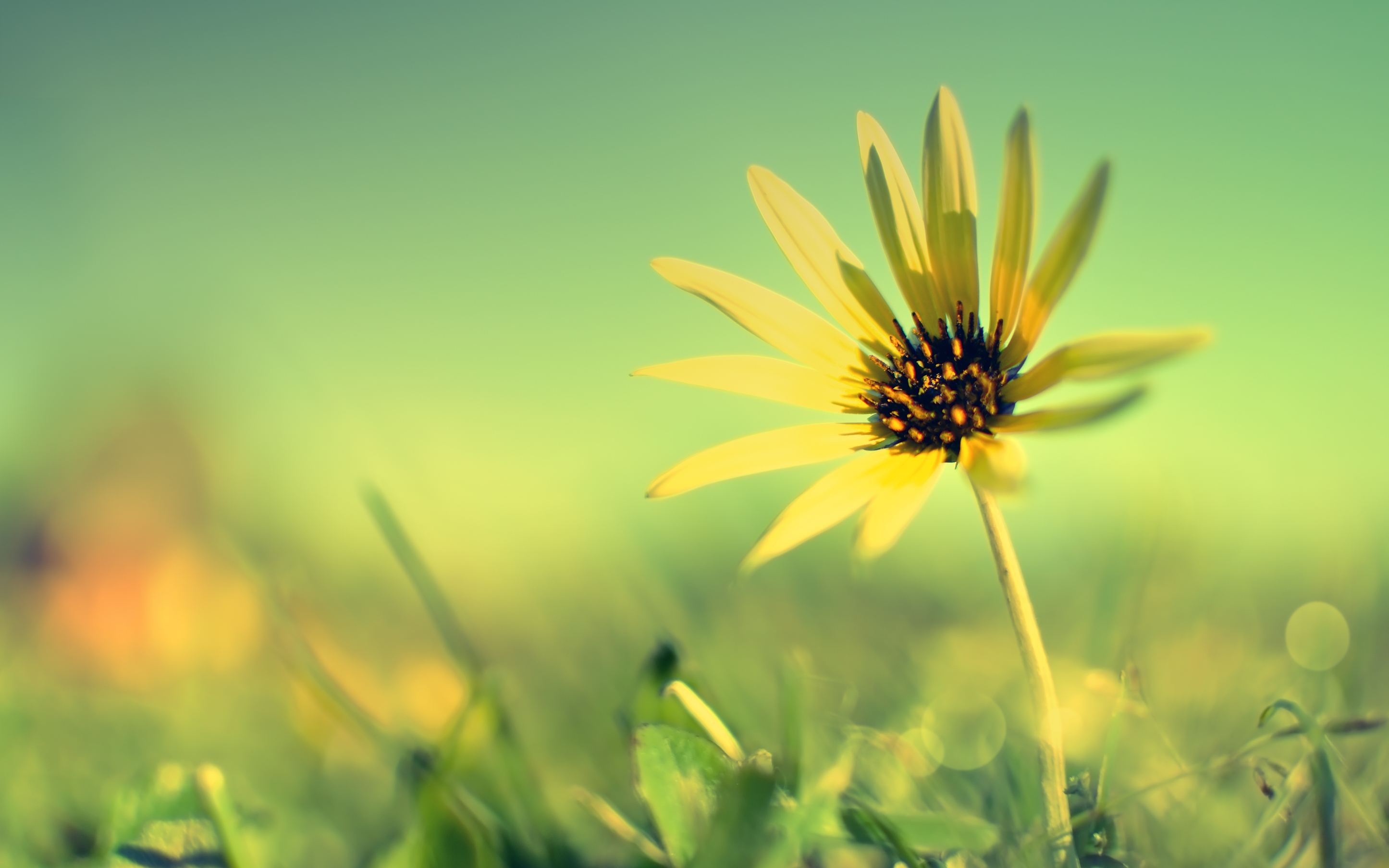 Download mobile wallpaper Grass, Flowers, Smooth, Flower, Petals, Blur for free.
