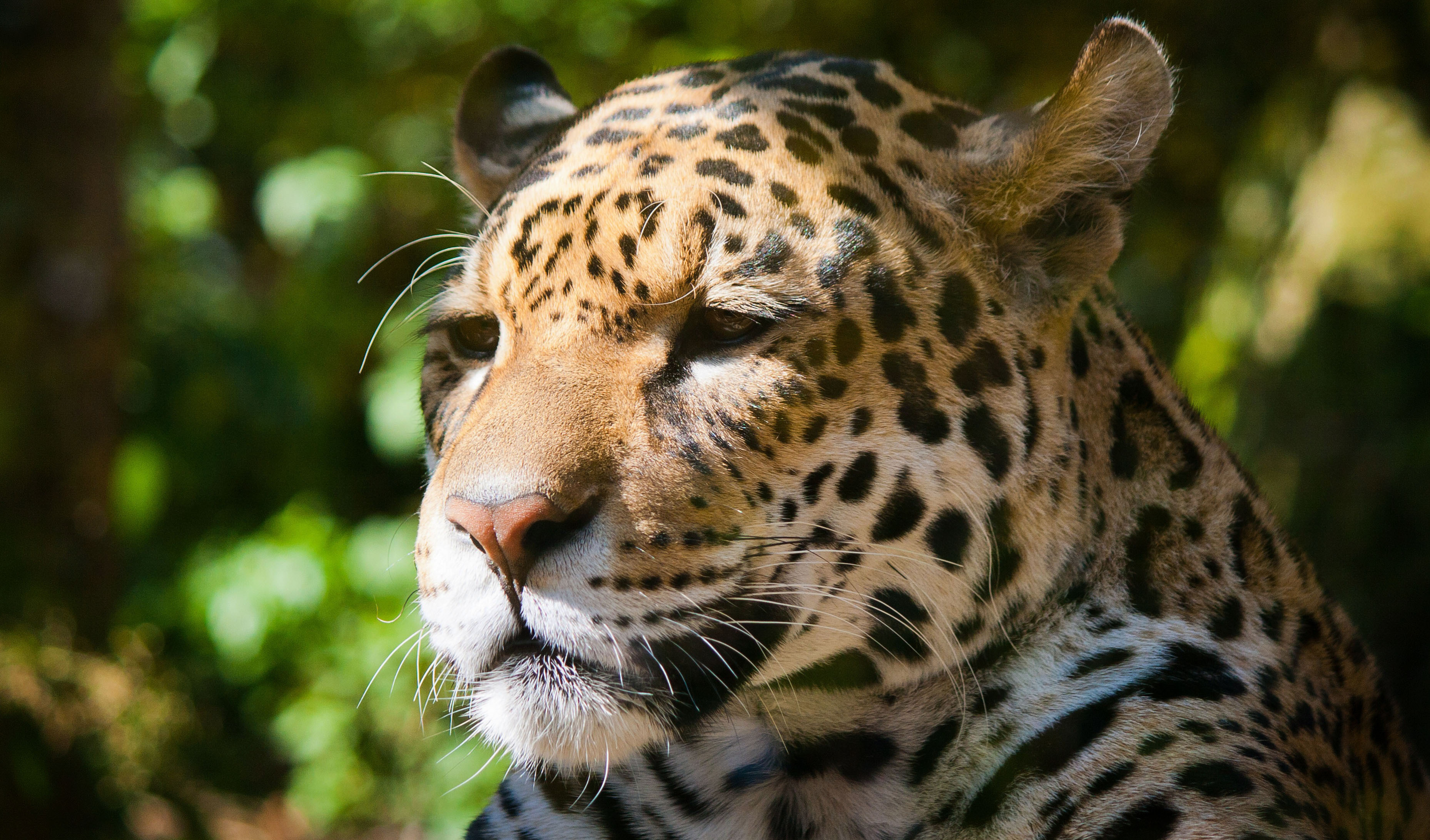 Free download wallpaper Cats, Jaguar, Animal on your PC desktop