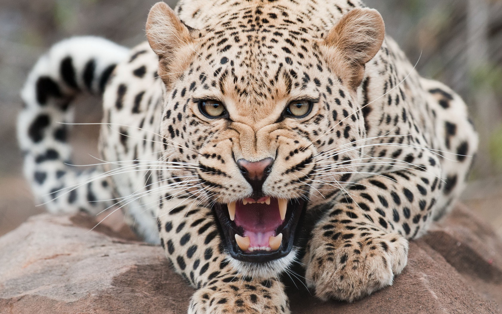 Free download wallpaper Leopard, Animal on your PC desktop