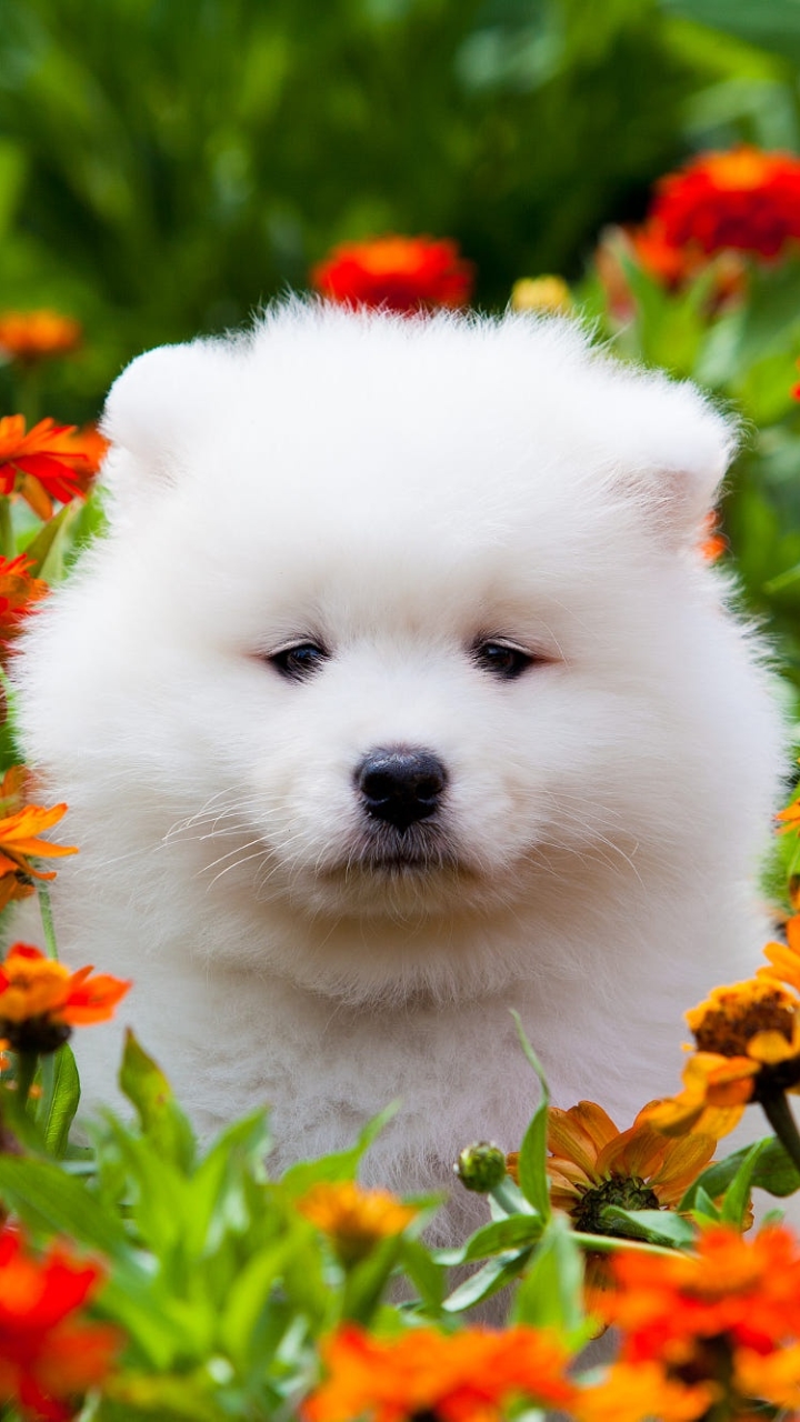 Download mobile wallpaper Dogs, Flower, Dog, Animal, Puppy, Marigold, Samoyed, Baby Animal for free.