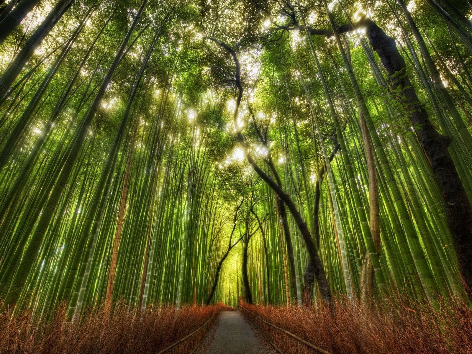bamboo, tops, nature, vertex, forest, path, trail Aesthetic wallpaper