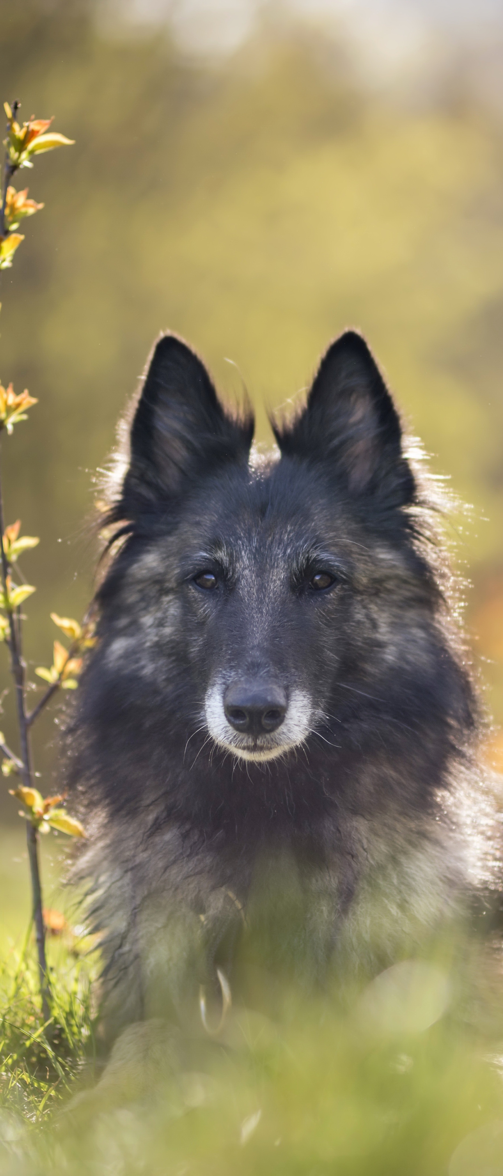 Téléchargez des papiers peints mobile Animaux, Chiens, Chien gratuitement.