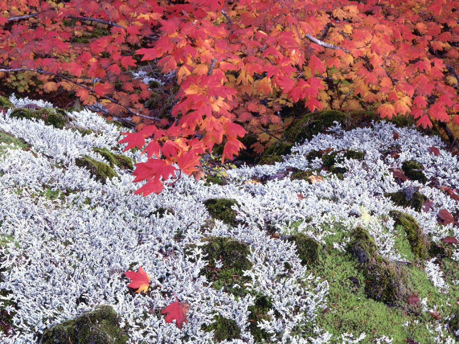 Скачать обои бесплатно Природа, Трава, Листья, Осень картинка на рабочий стол ПК