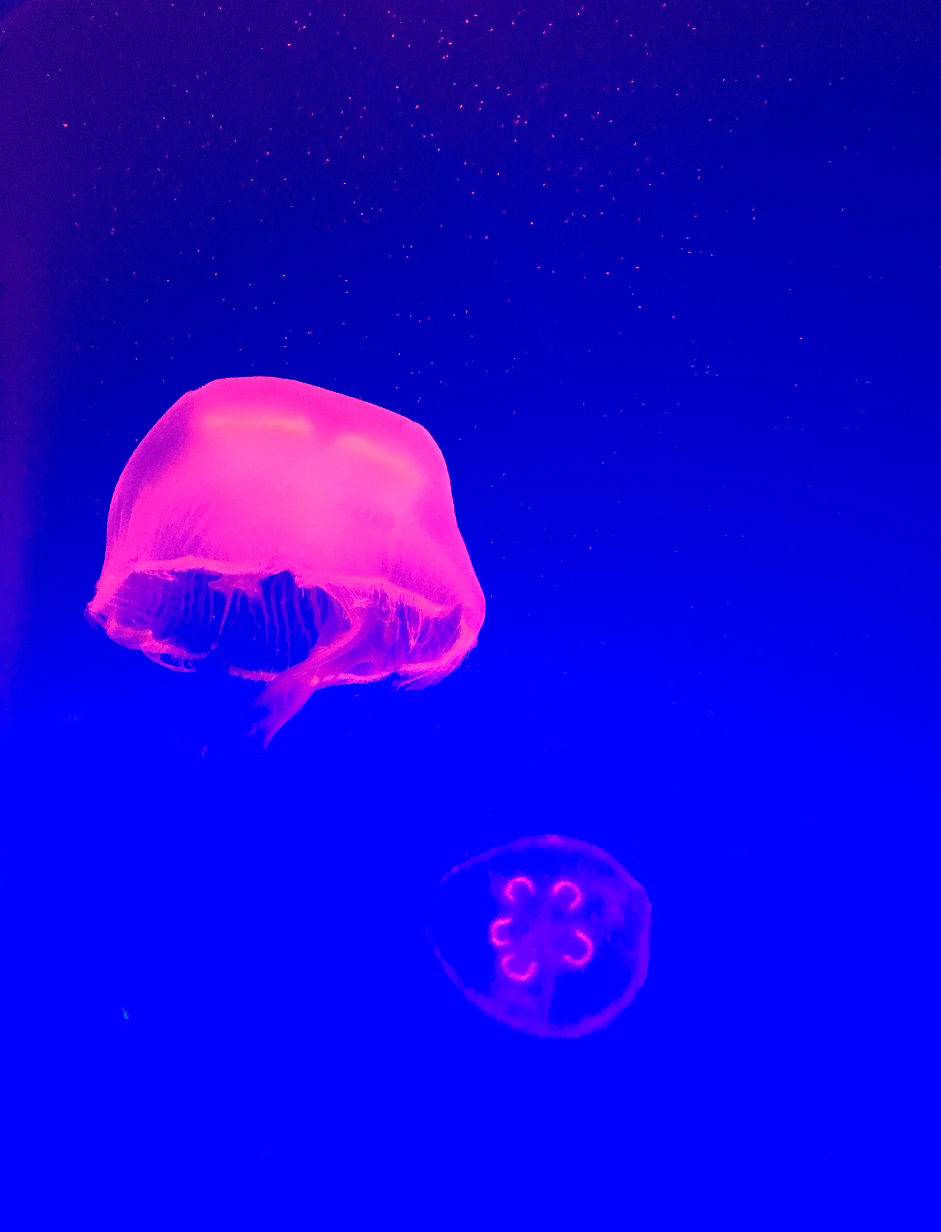 93616 скачать картинку вода, медузы, животные, розовый, щупальце - обои и заставки бесплатно