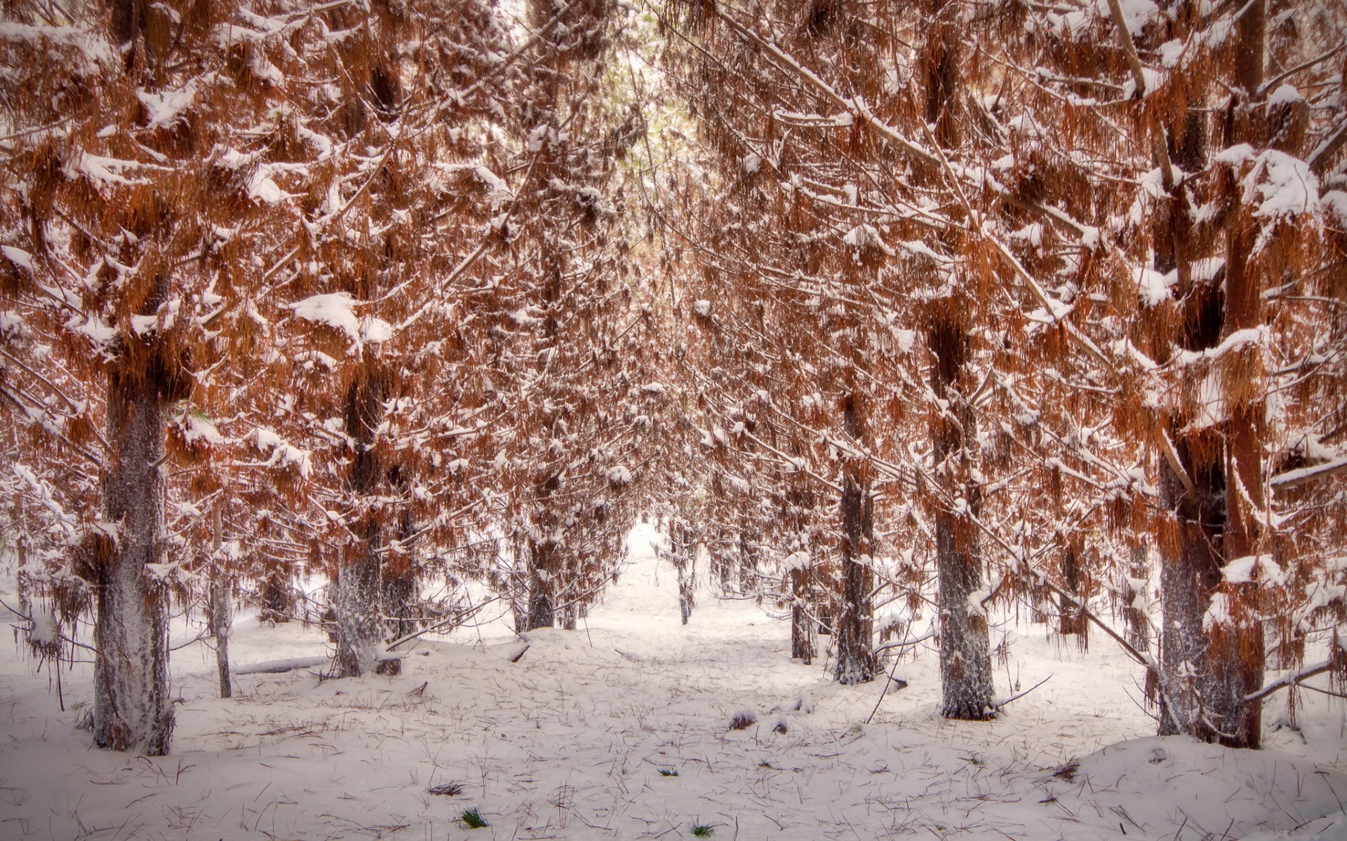 Baixe gratuitamente a imagem Inverno, Natureza, Neve, Floresta, Árvore, Terra/natureza na área de trabalho do seu PC