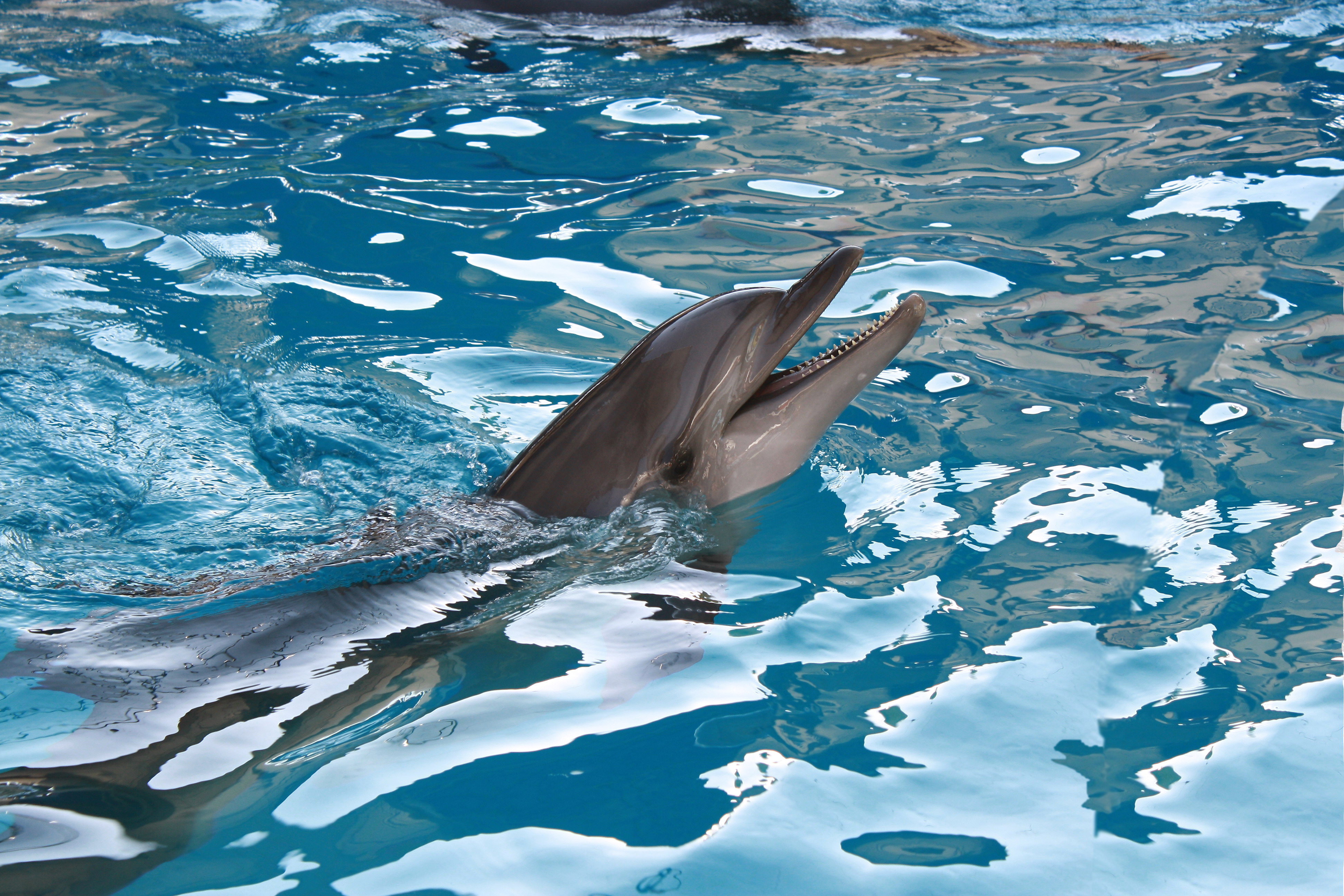 Download mobile wallpaper Animal, Dolphin for free.