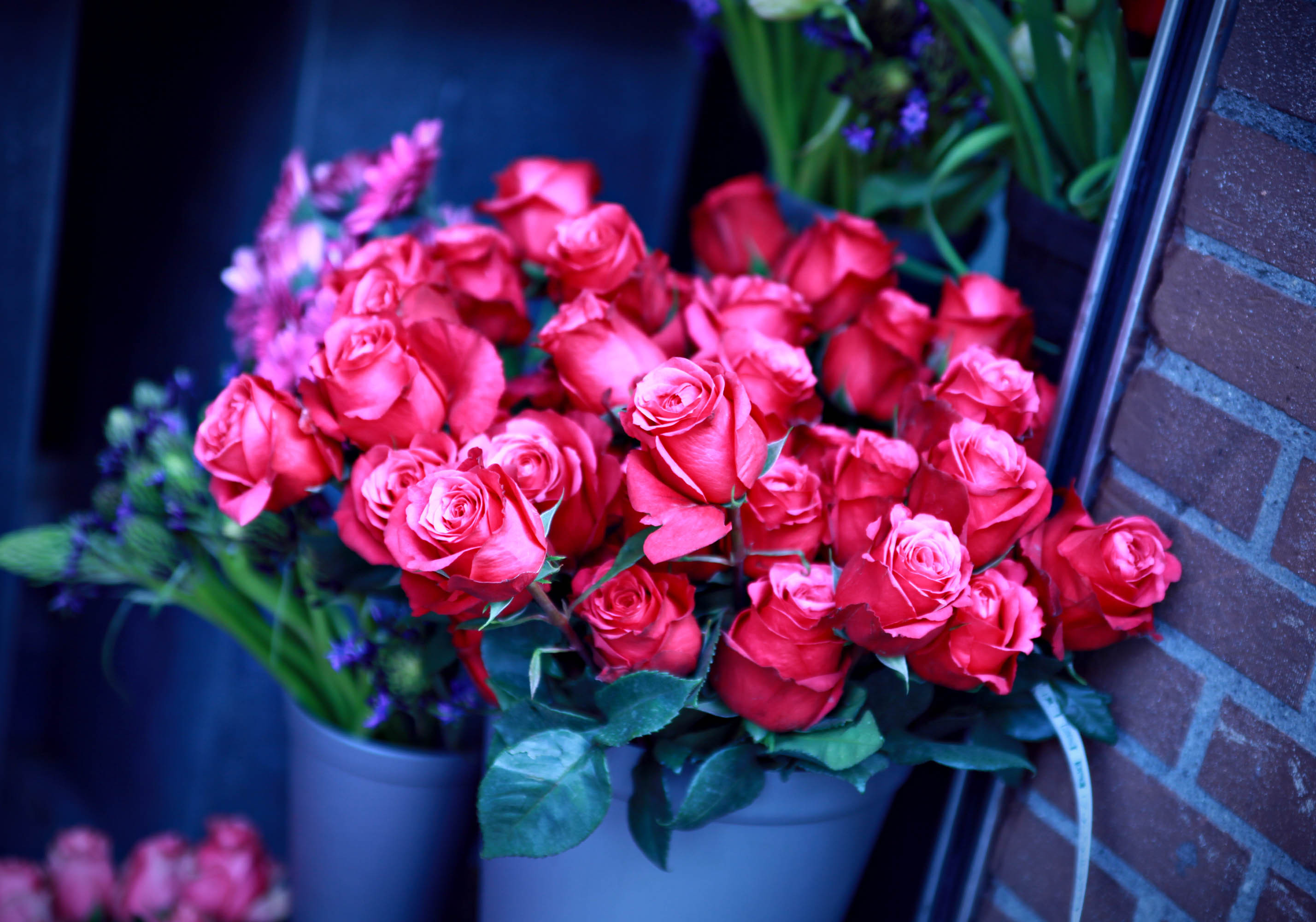 Laden Sie das Blumen, Blume, Rose, Erde/natur, Stillleben-Bild kostenlos auf Ihren PC-Desktop herunter