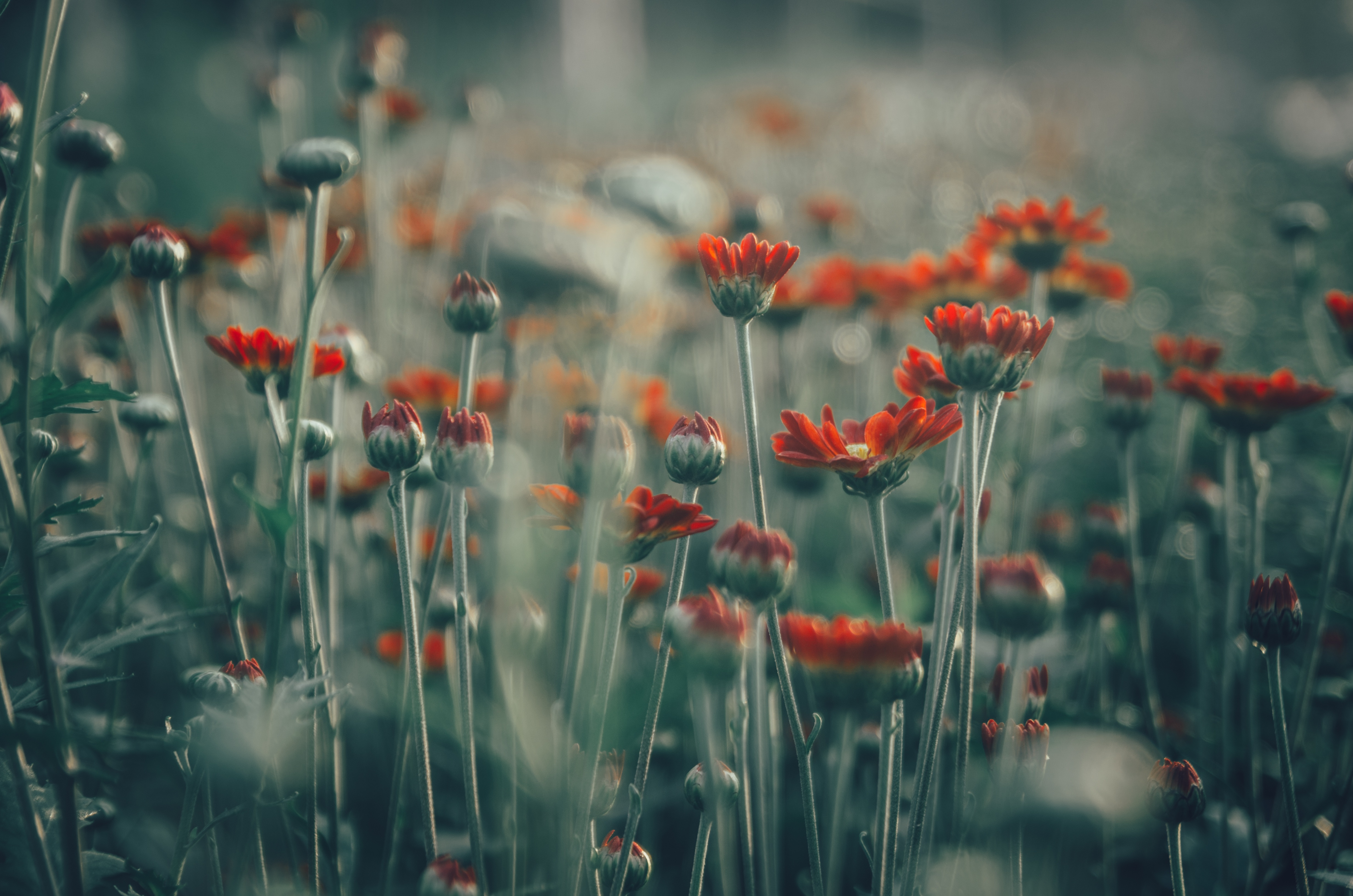 Free download wallpaper Nature, Flowers, Flower, Earth, Field, Bokeh, Orange Flower on your PC desktop