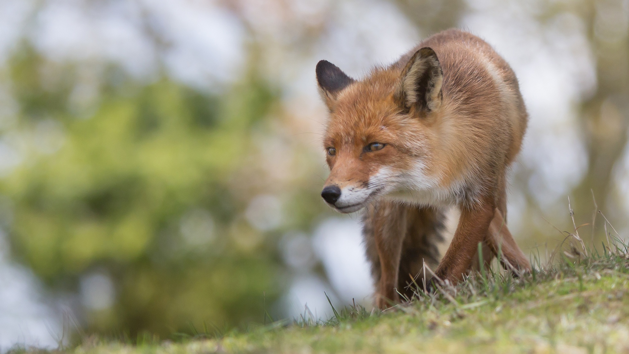 Baixe gratuitamente a imagem Animais, Raposa, Borrão na área de trabalho do seu PC