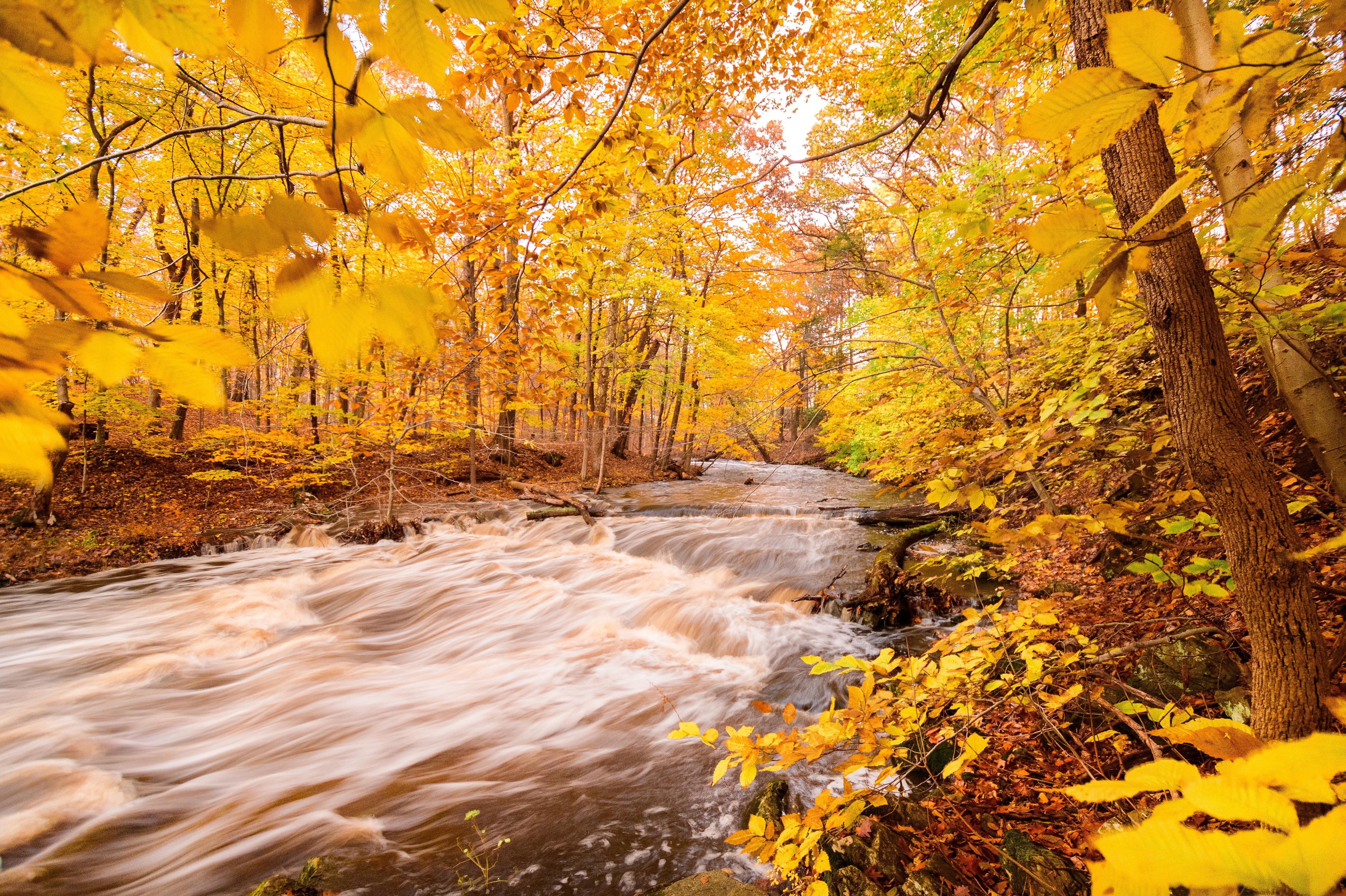 Скачать картинку Природа, Лес, Деревья, Река, Желтый, Осень в телефон бесплатно.
