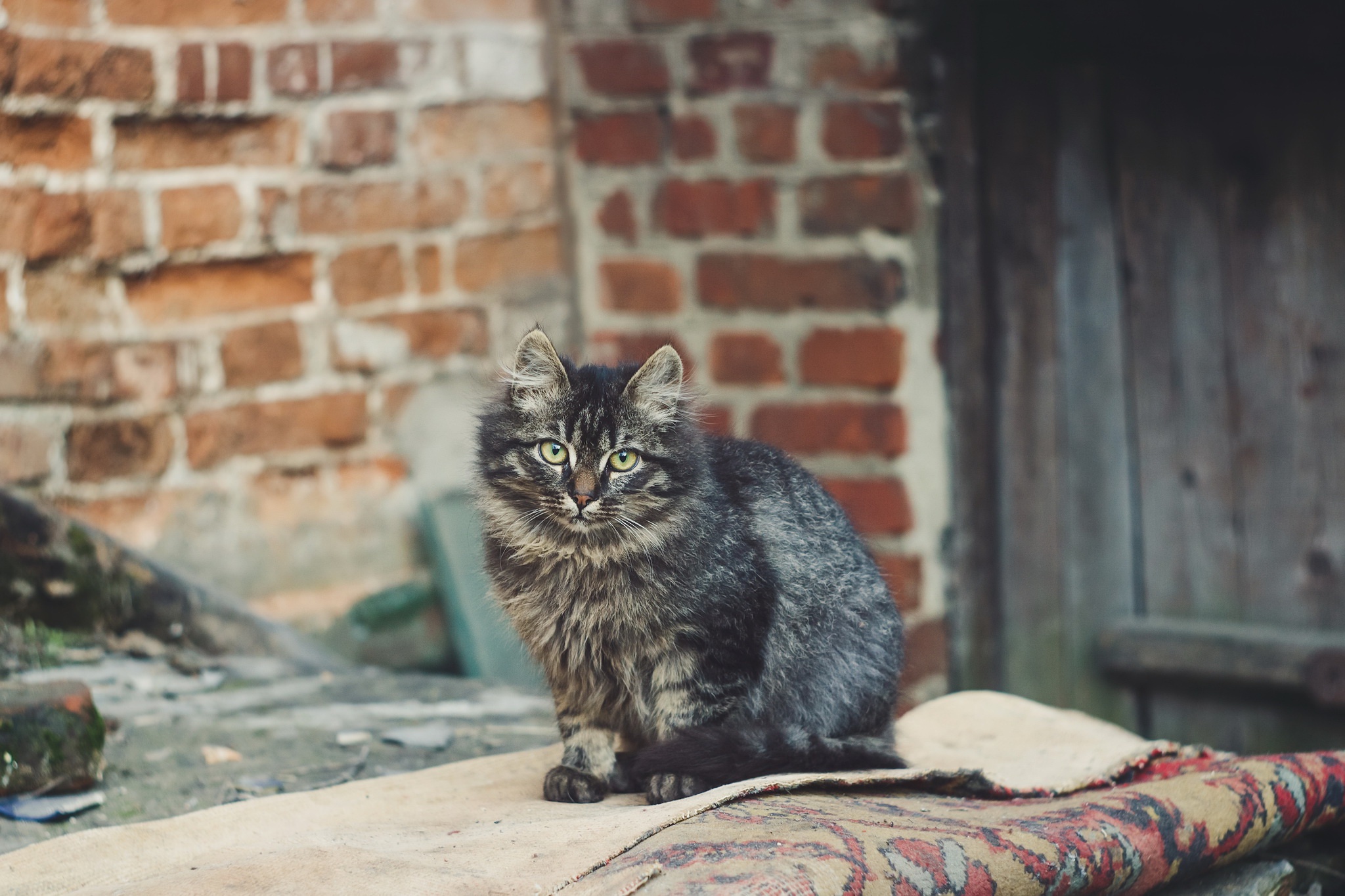 Laden Sie das Tiere, Katzen, Katze, Starren-Bild kostenlos auf Ihren PC-Desktop herunter