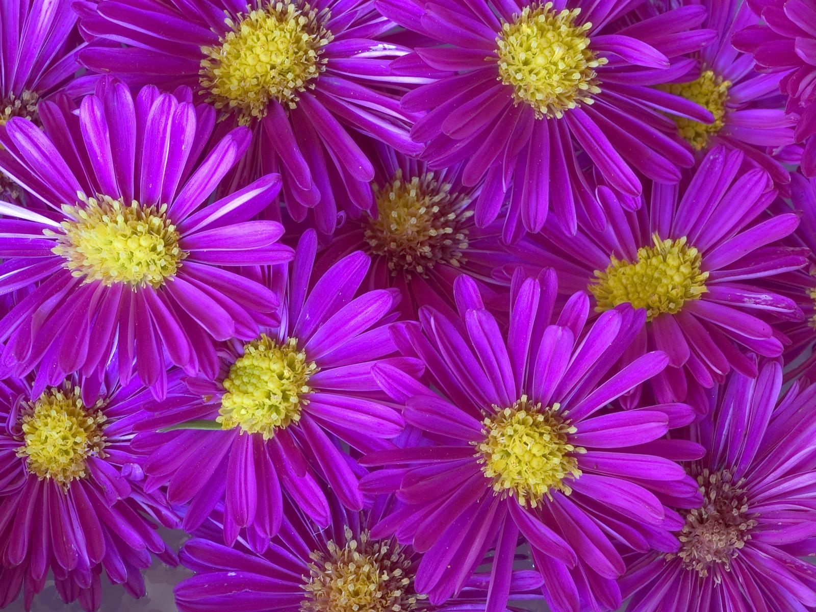 Free download wallpaper Plants, Flowers, Violet, Background on your PC desktop